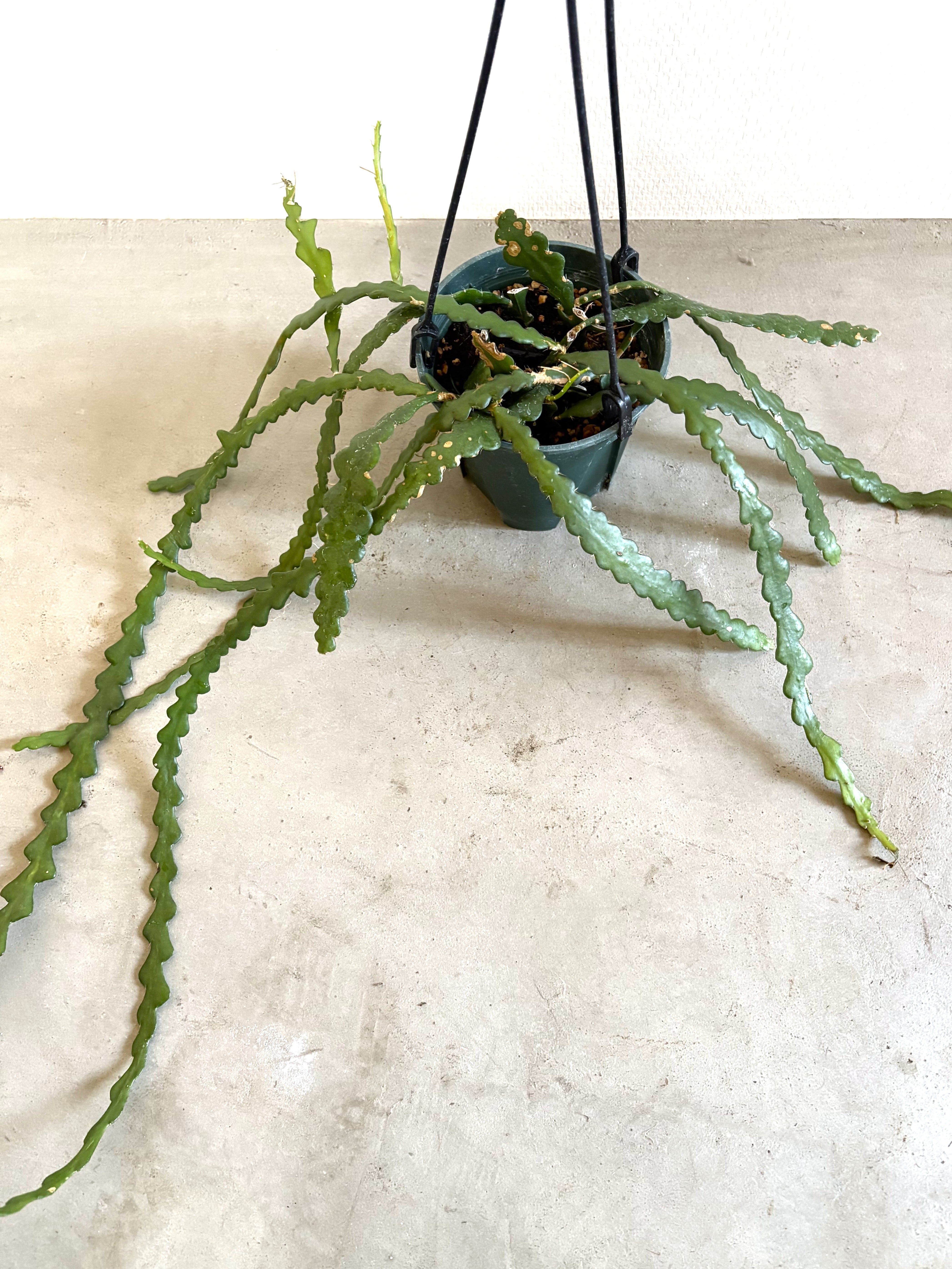 【現品】アガベ・アテナータ　8号　黒鉢　（1） アガベ・アテナータ ※プラスチック鉢入り（8号鉢サイズ） | Botanical56