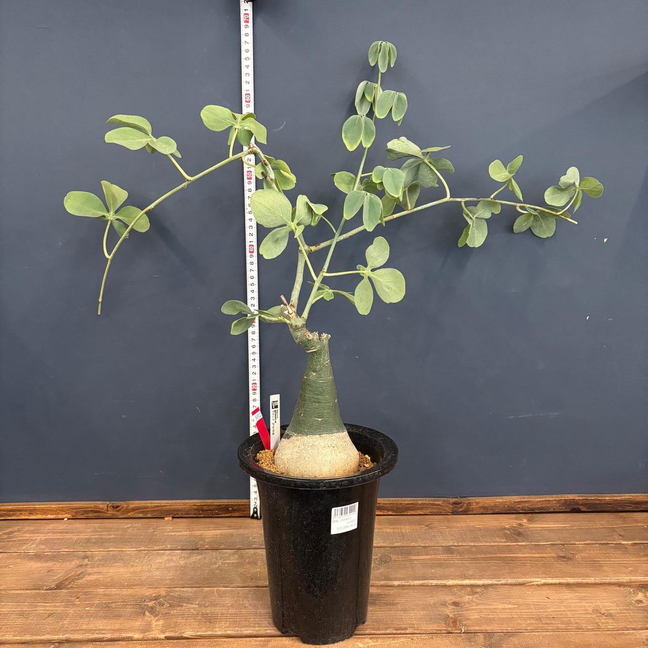 アデニア グラウカ【1012】