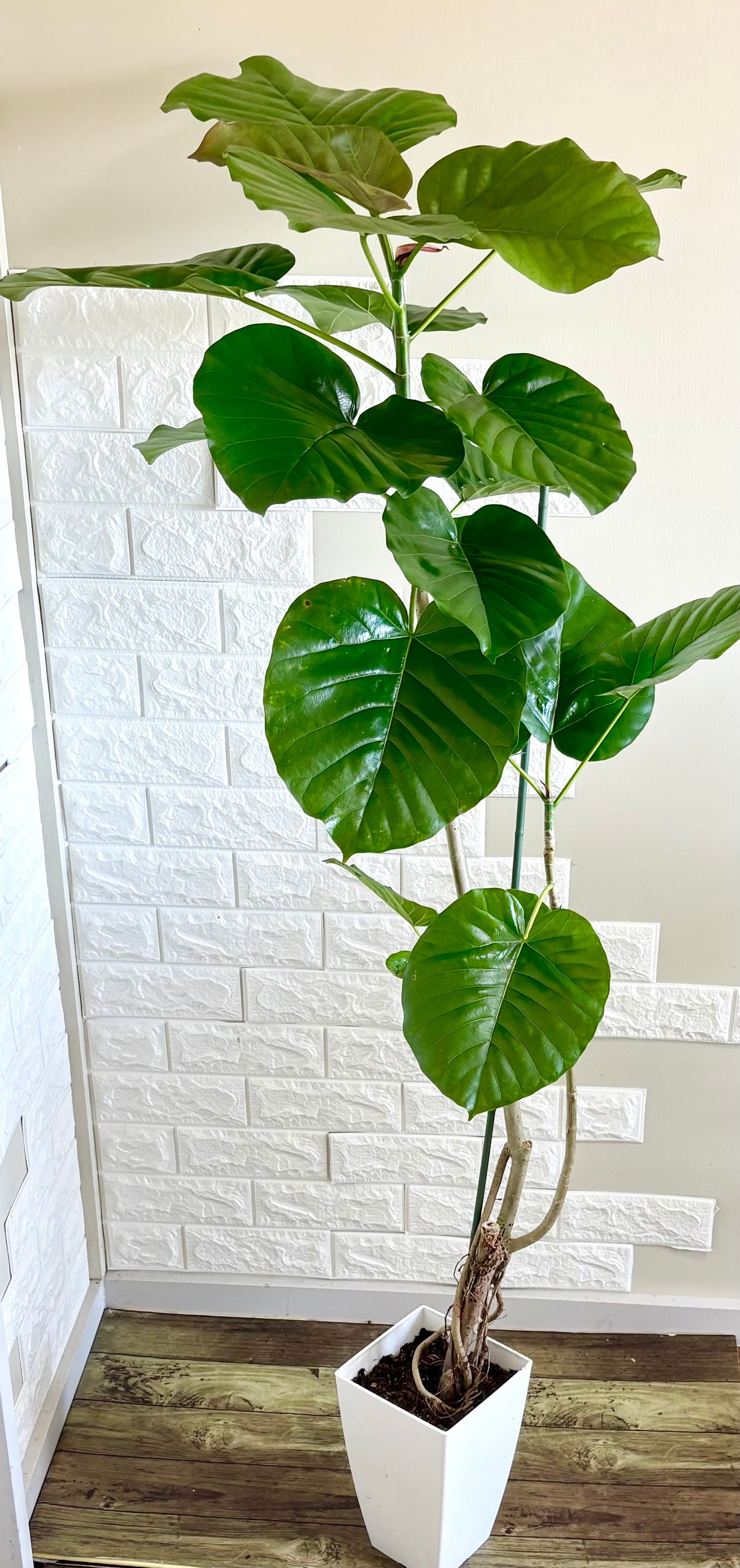 現品】フィカスウンベラータ 大型 リビングサイズ 観葉植物 | 観葉植物