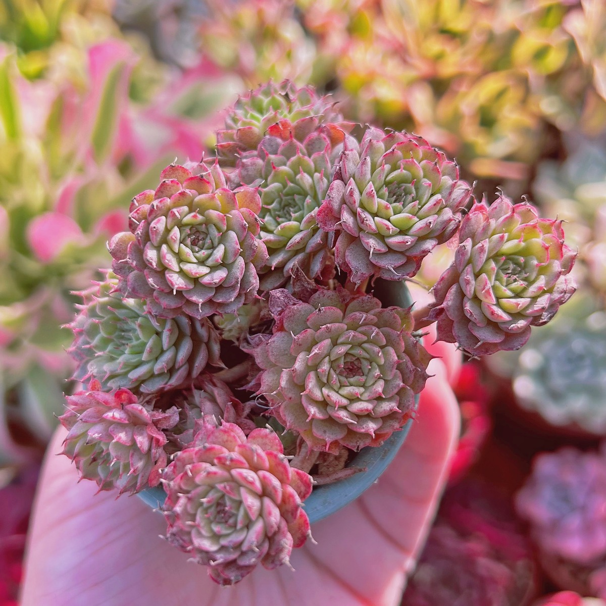 多肉植物 グリーングロブローサ 5～8頭 | るる農園~多肉植物専門