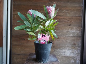 【現物】プロテア　”メイデイ”　