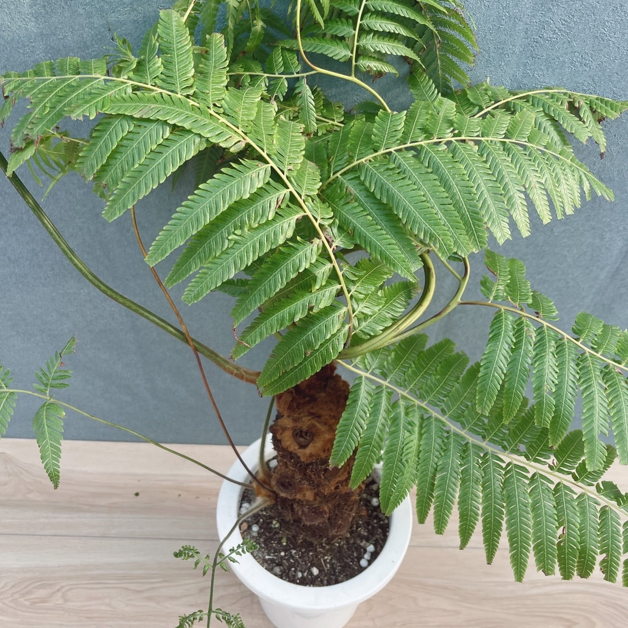 現品］【希少】37番 キンモウコウ 7号 観葉植物 レア 室内 希少