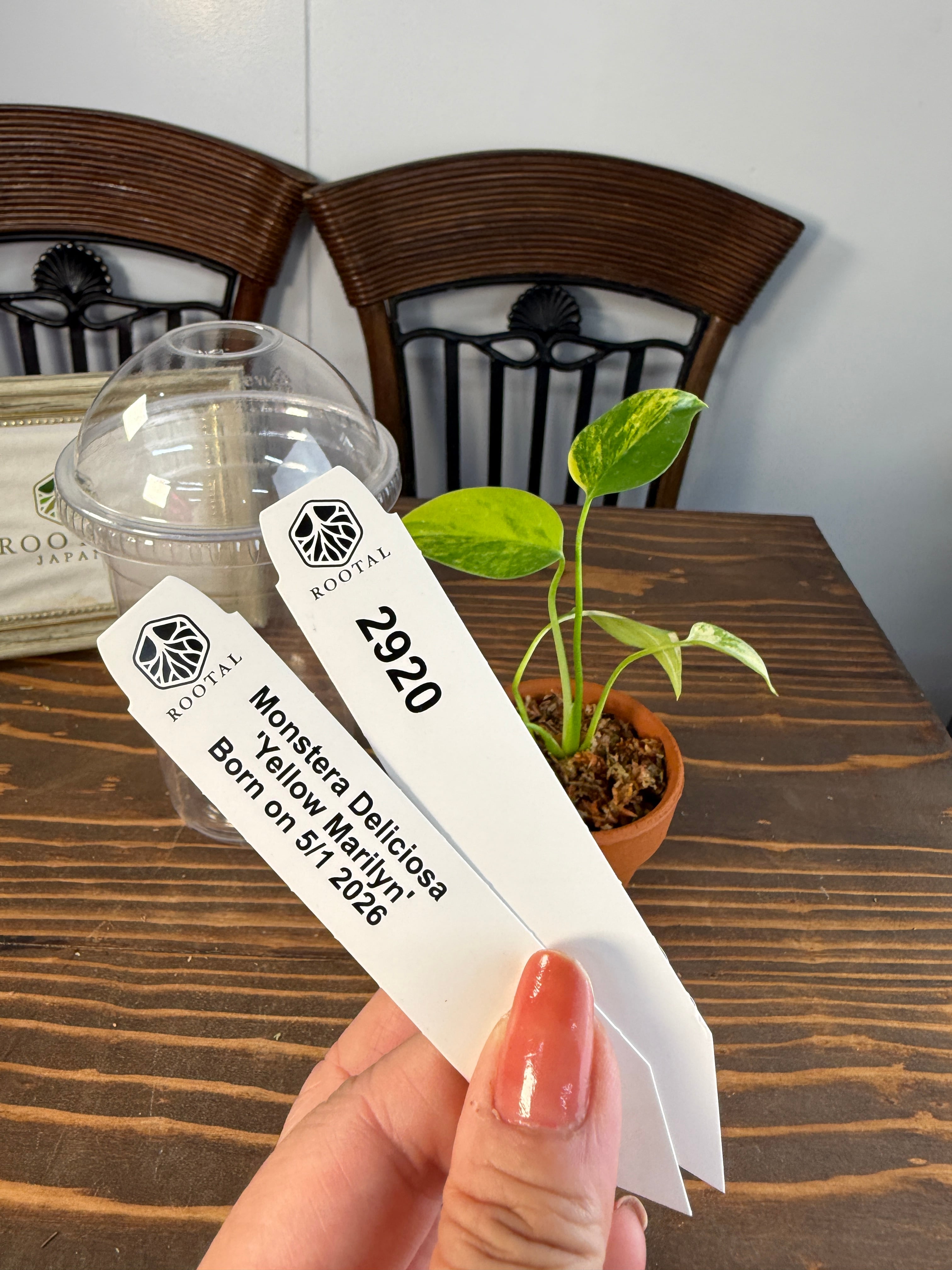 モンステラ | ROOTALPLANTS