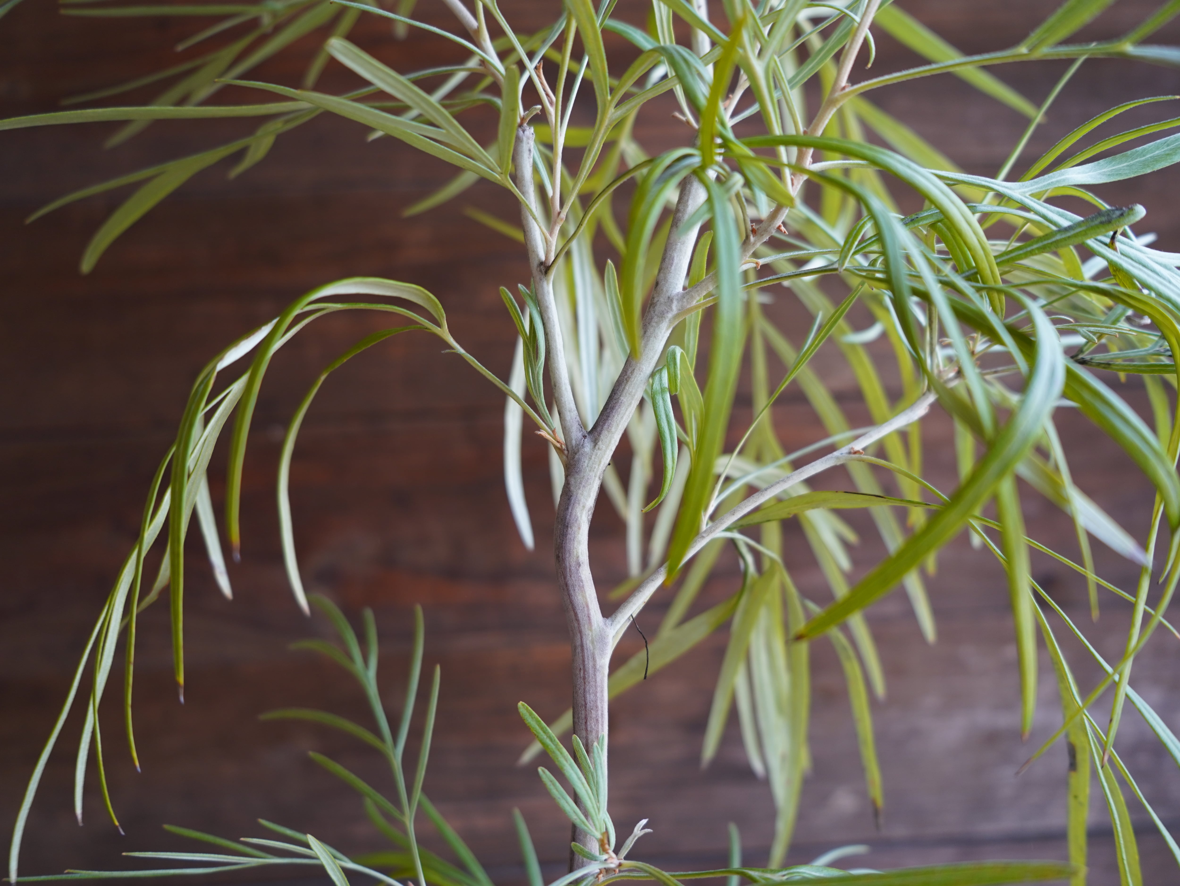 【現物】グレビレア　"バンクシー" アルバ