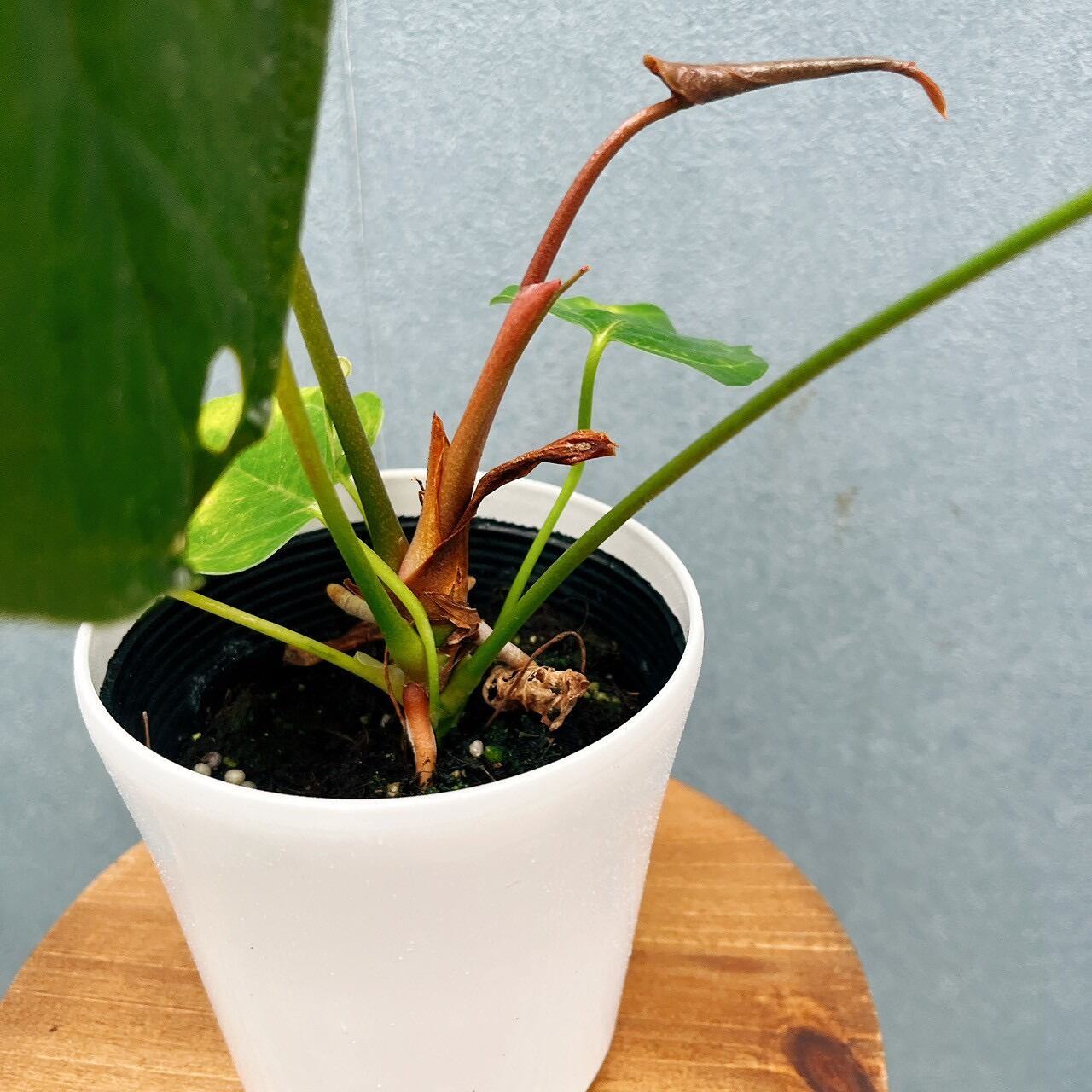 現品］【希少】20番 アンスリウム クイーンオブハート 4号 観葉植物