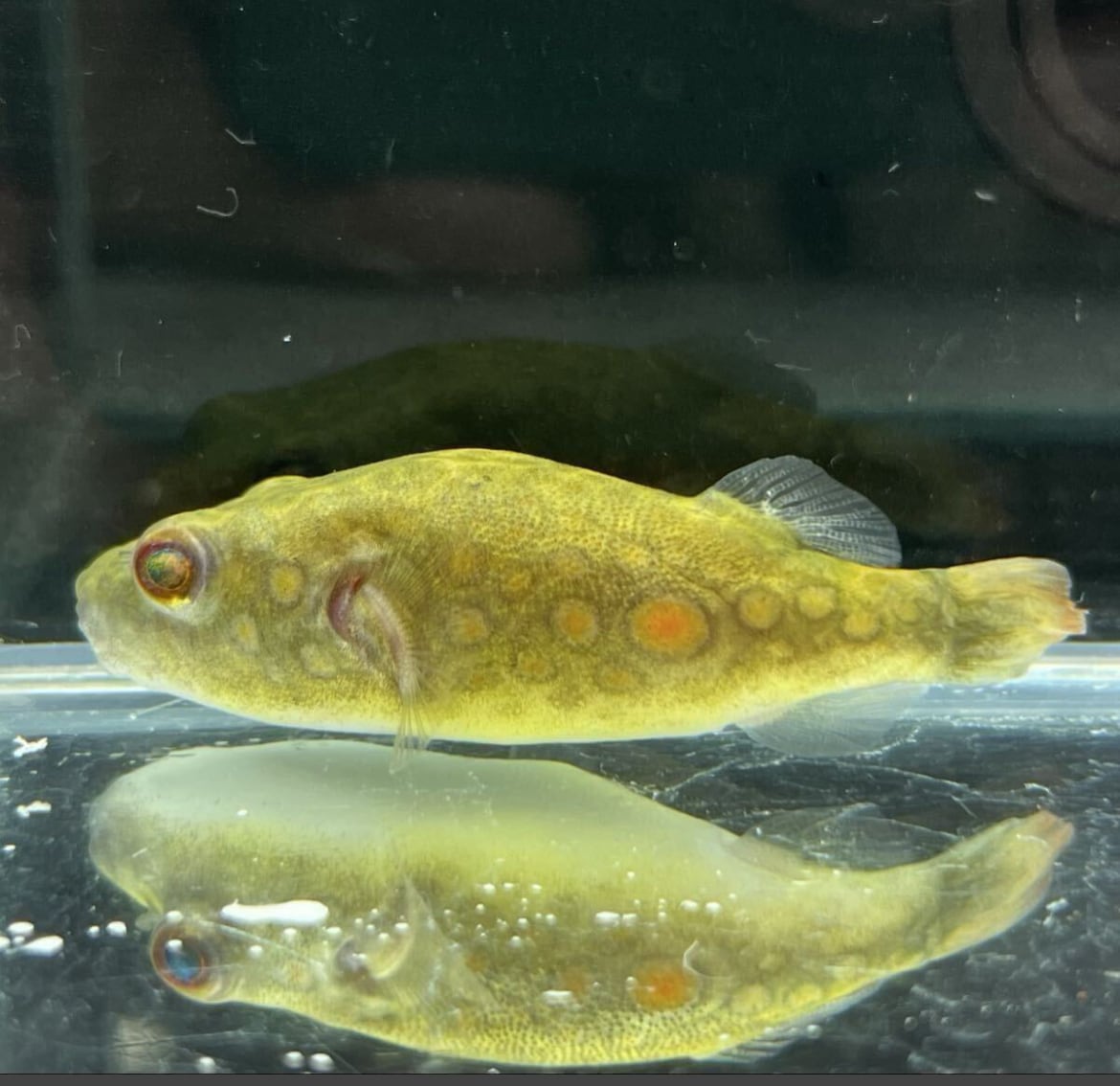 WILD 採取個体 メコン川水系 パオ アベイ メコンフグ レッドスポット 超美個体 希少 No1