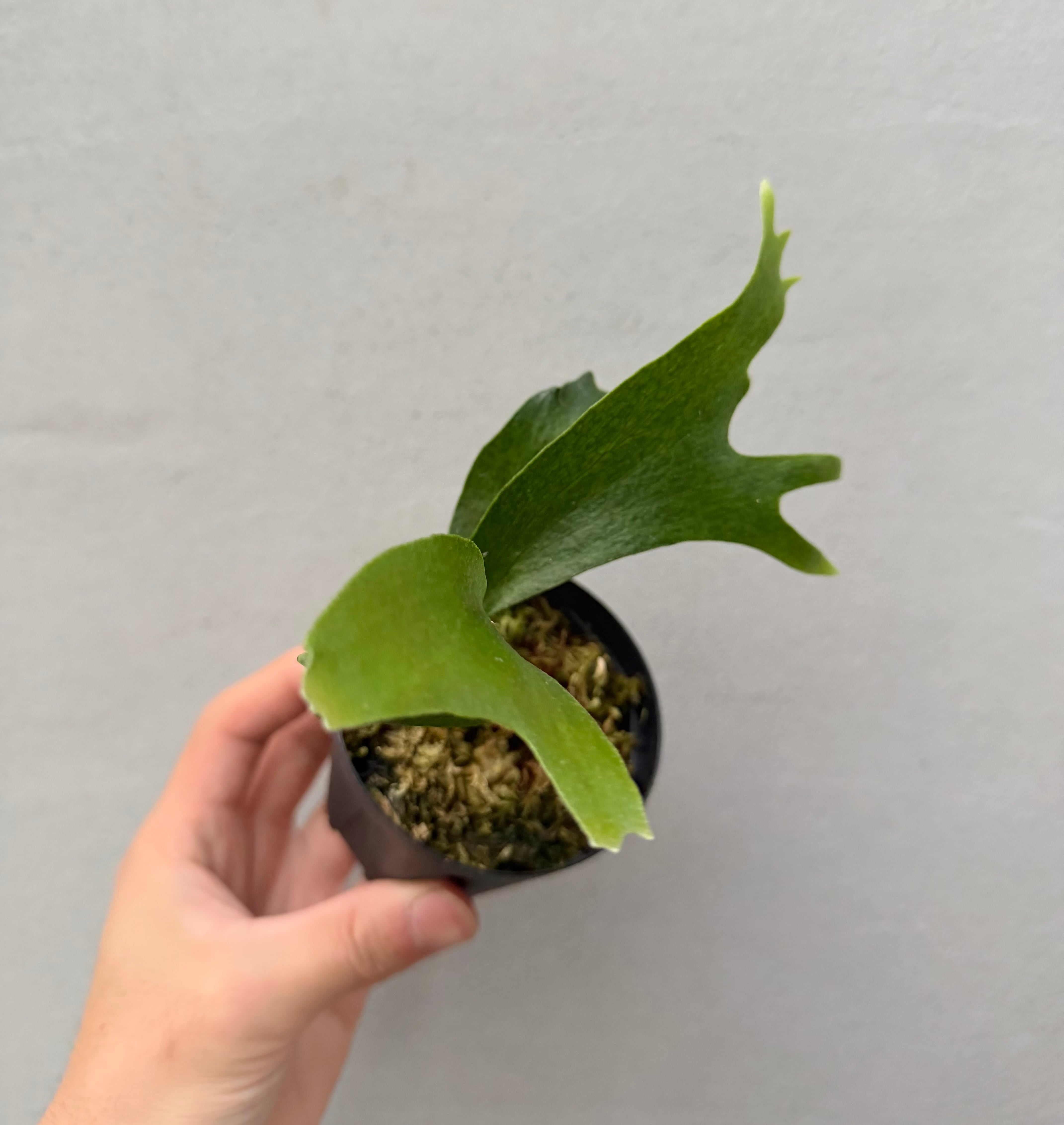 P.Hillii Rod Pattison sporelingロッドパティソン c) P. hillii 'Rod Pattison' (RP) spore grown ② ビカクシダ ヒリー