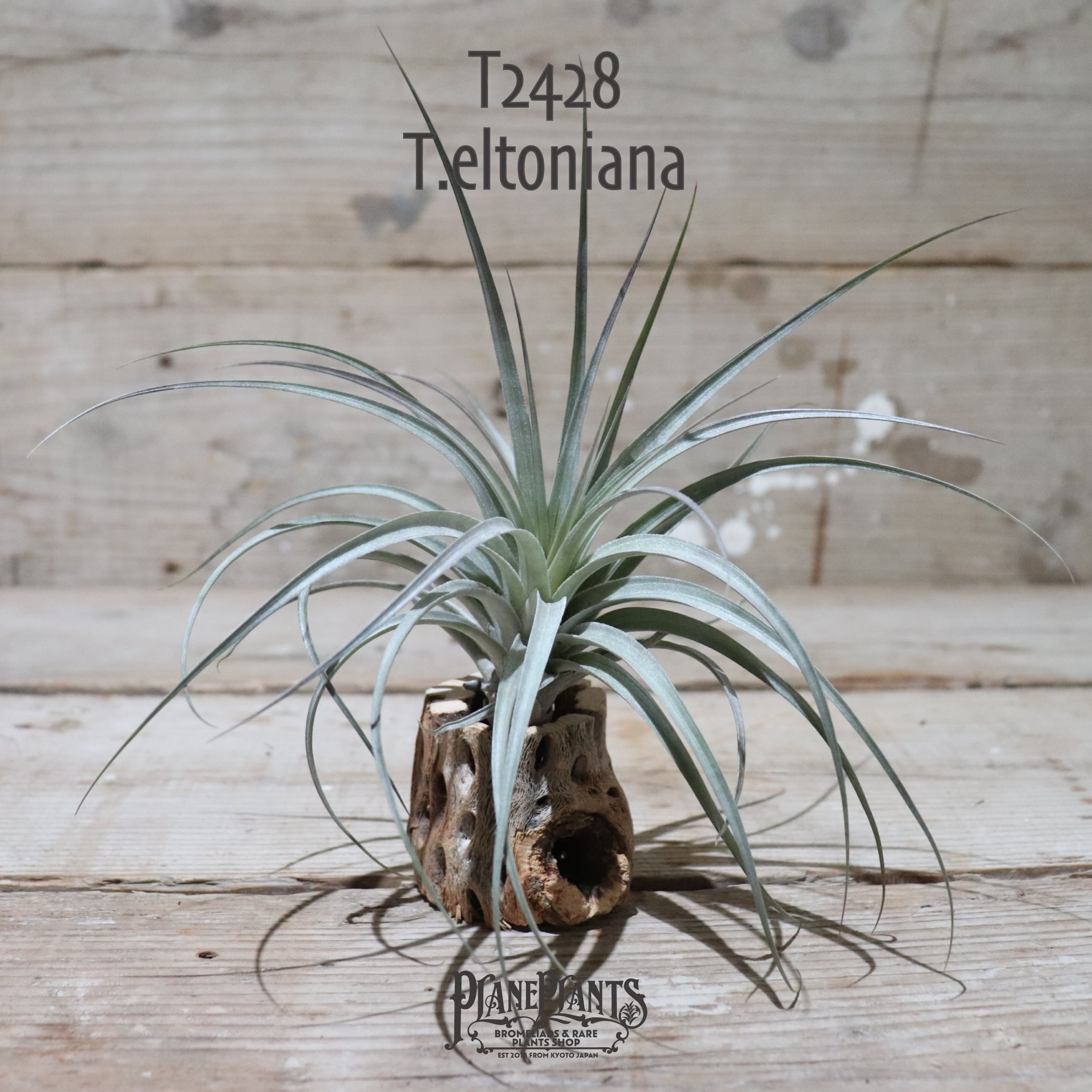 【送料無料】eltoniana〔エアプランツ〕現品発送T2428