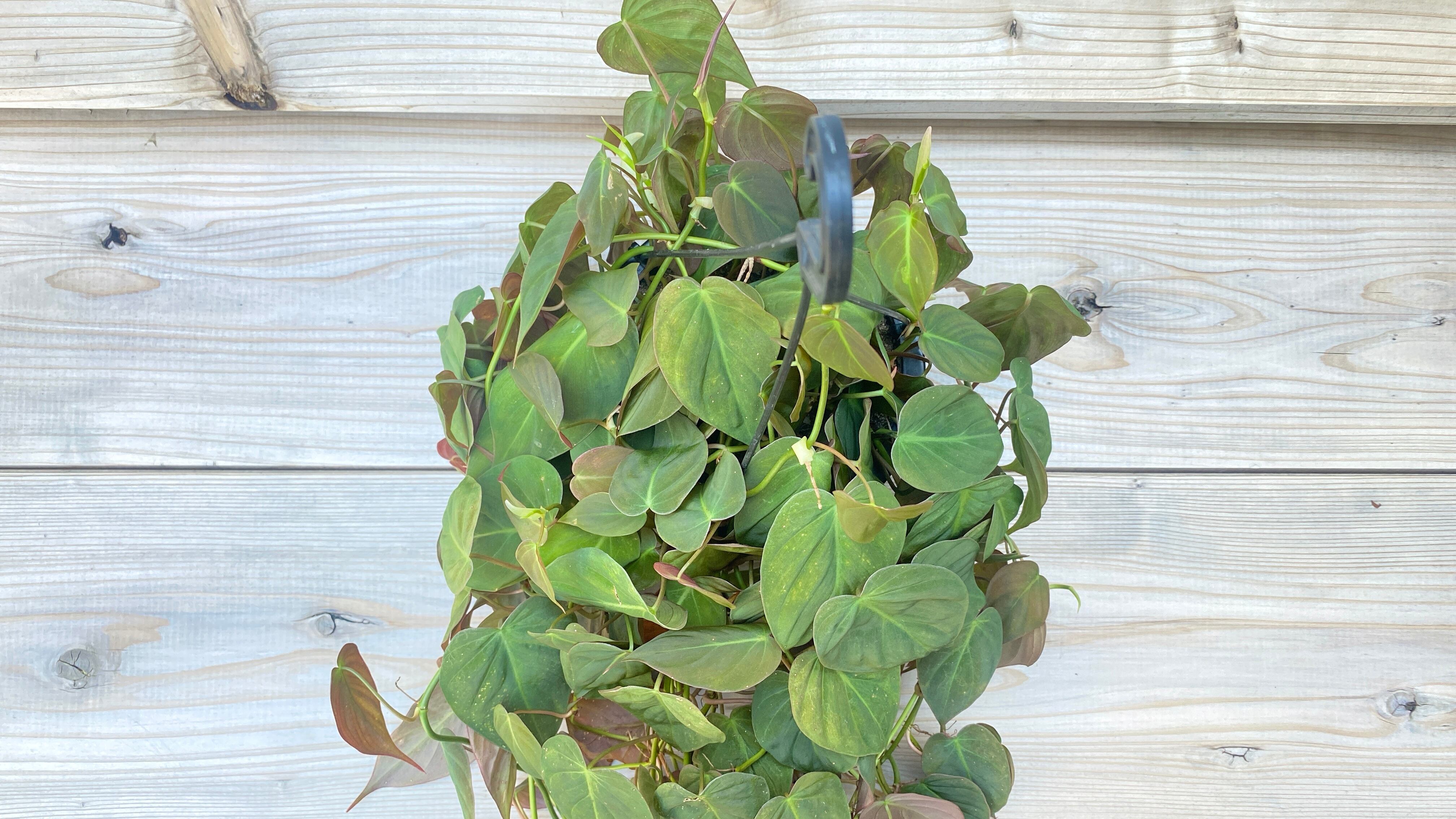 超絶希少❗️美斑❗️サイズ大❗️フィロデンドロン　ビレッティア　斑入り✨ ひさゆき様専用 水曜着ゆうパック超レア フィロデンドロン ミカンス