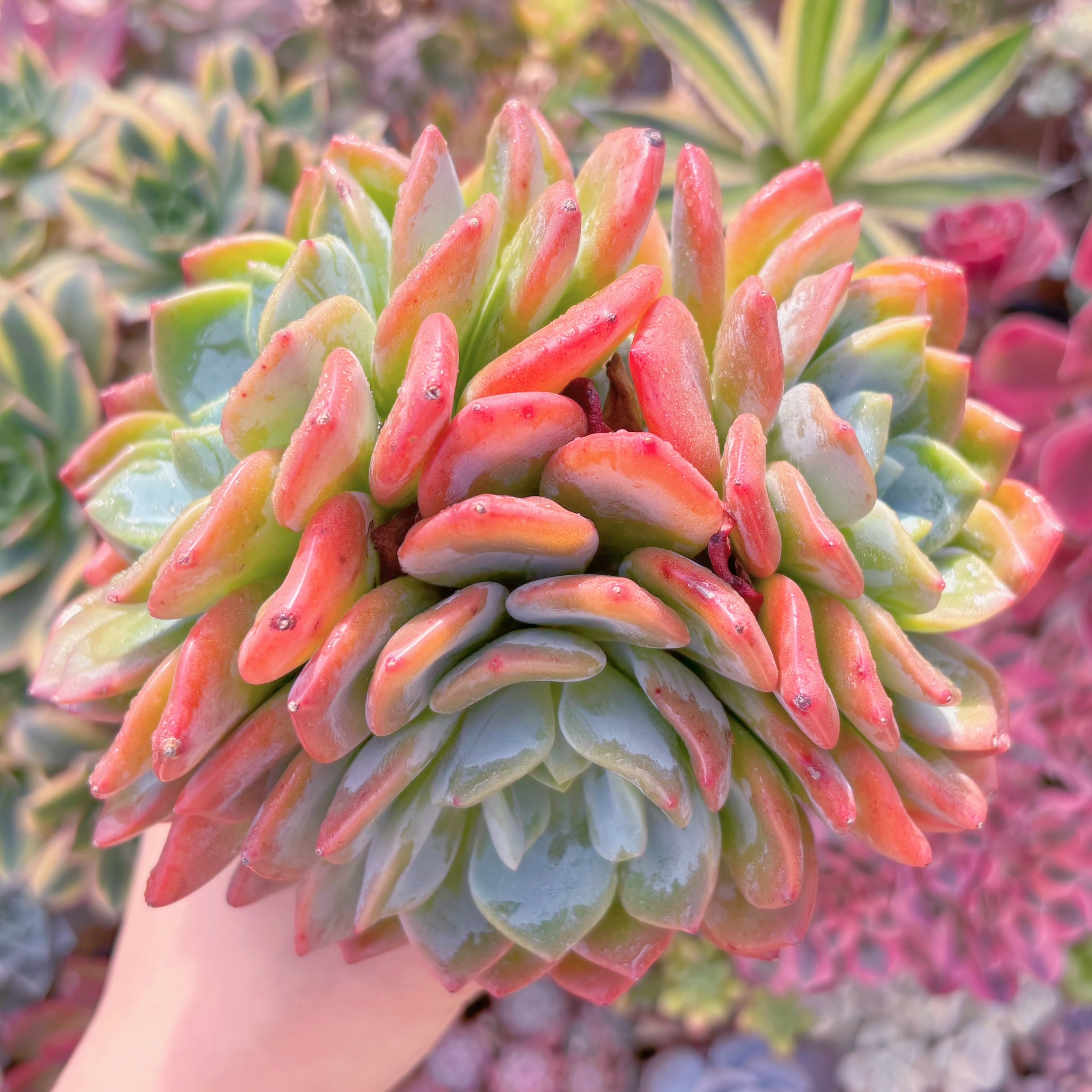 多肉植物　ドリームアニー　大群生　新入荷　るる農園