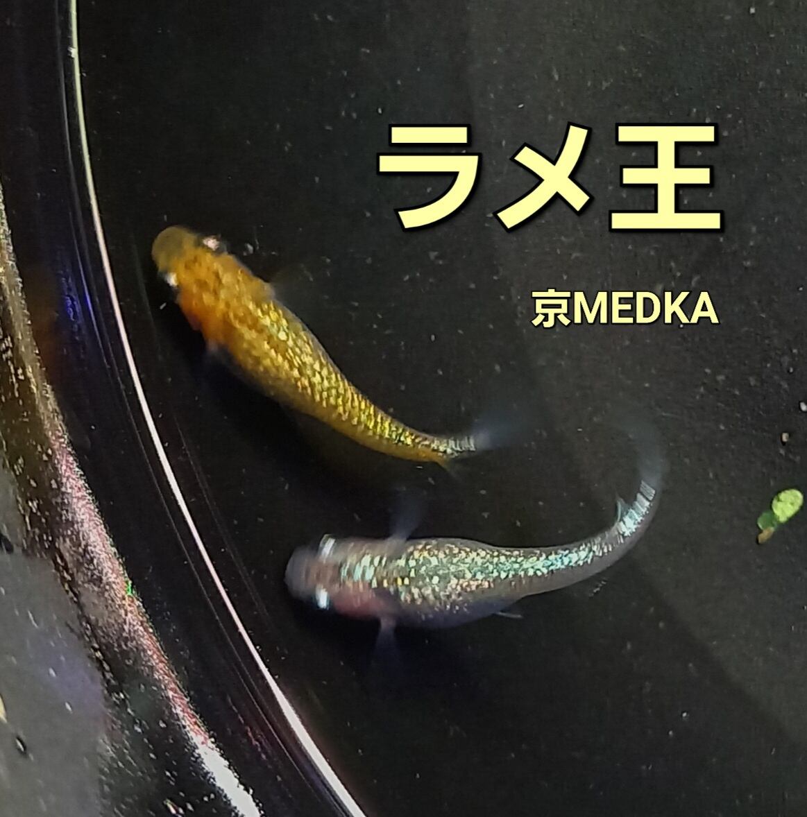 ラメ王　メダカ　５０匹〜 極ラメミックス 50匹 | 上州めだか