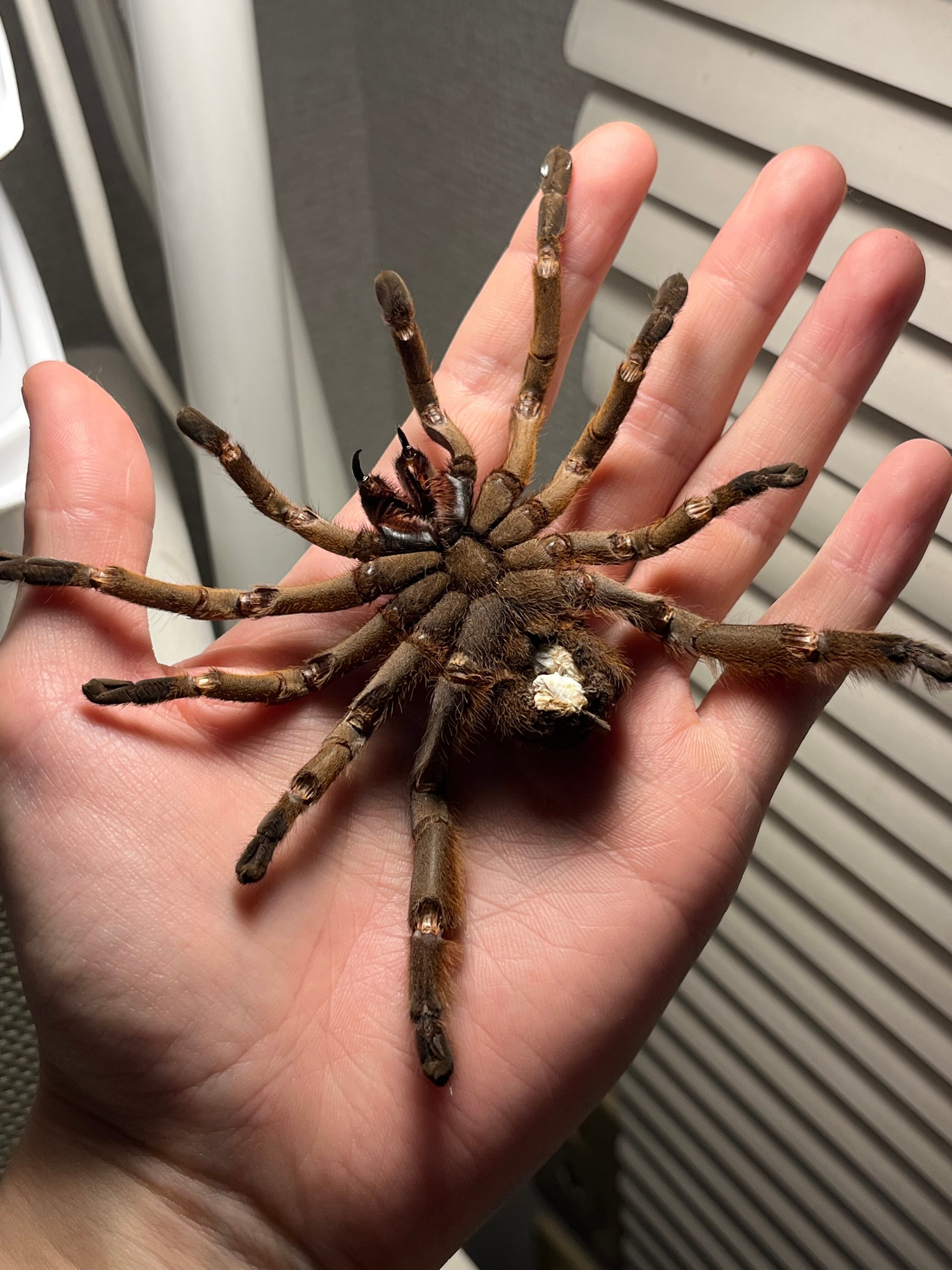 標本】ベトナムスタウトレッグアースタイガータランチュラ LS14cm程