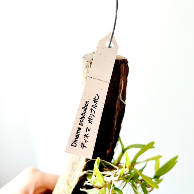 【黄金の妖精】ディネマ ポリブルボン 板付け コルク 観葉植物 吊り下げ calm cafe