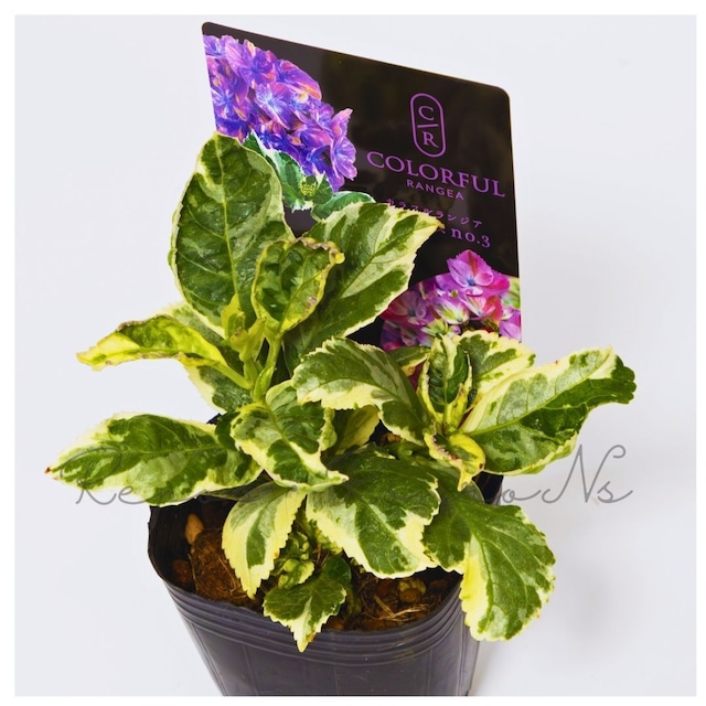アジサイ：スパイスNO.3（３号）斑入り　紫陽花　カラフルランジア 大栄花園 苗木 鉢花 カラーリーフ 希少