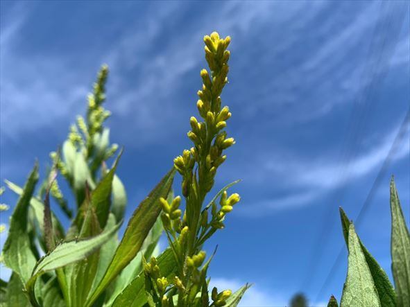 セイタカアワダチソウ 機械乾燥 奈良県産 薬草布袋付き350g 風呂 用