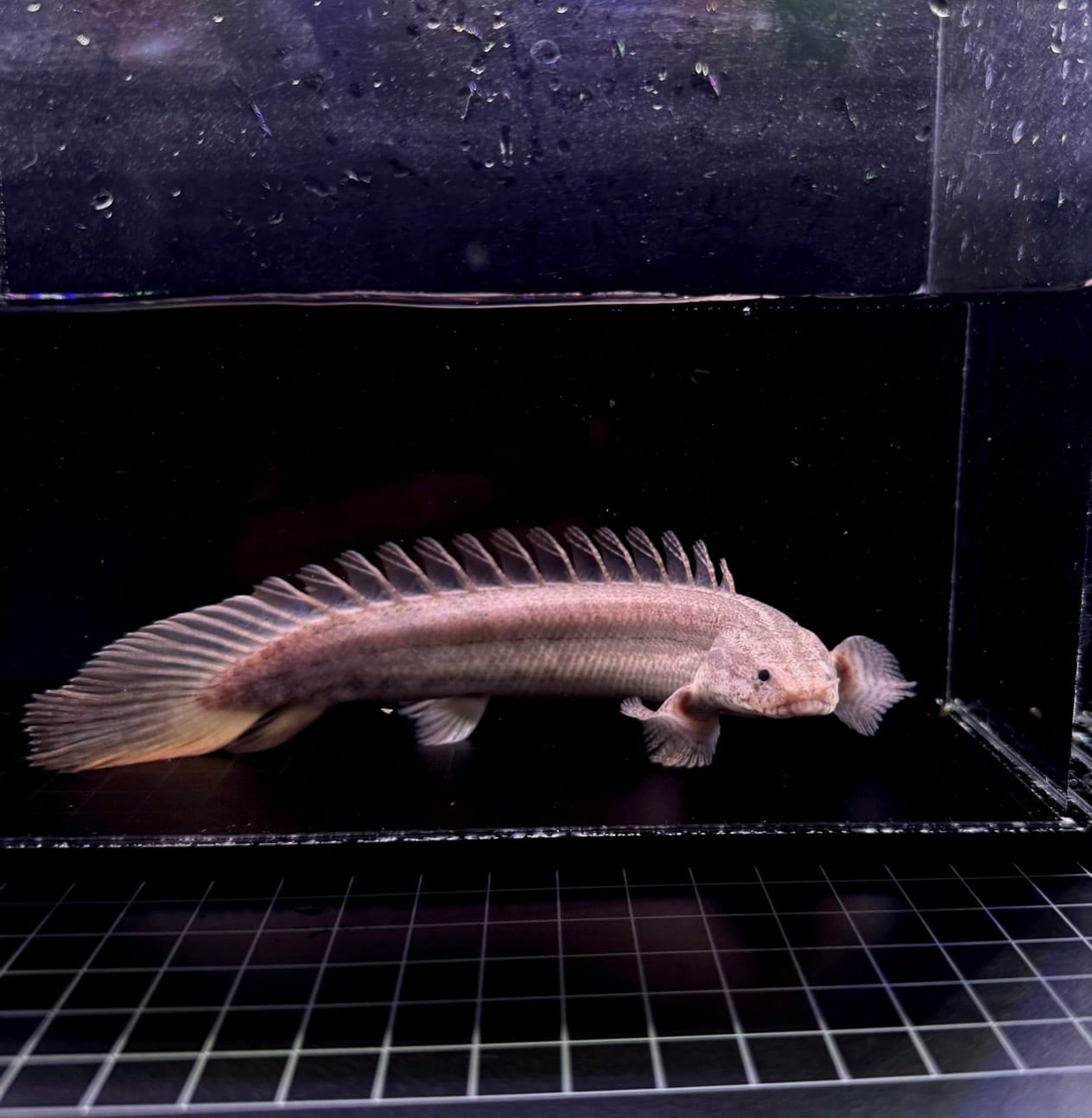 トゥルカナ・ビキールビキール・ワイルドF1❶ | THE AQUARIUM ISE