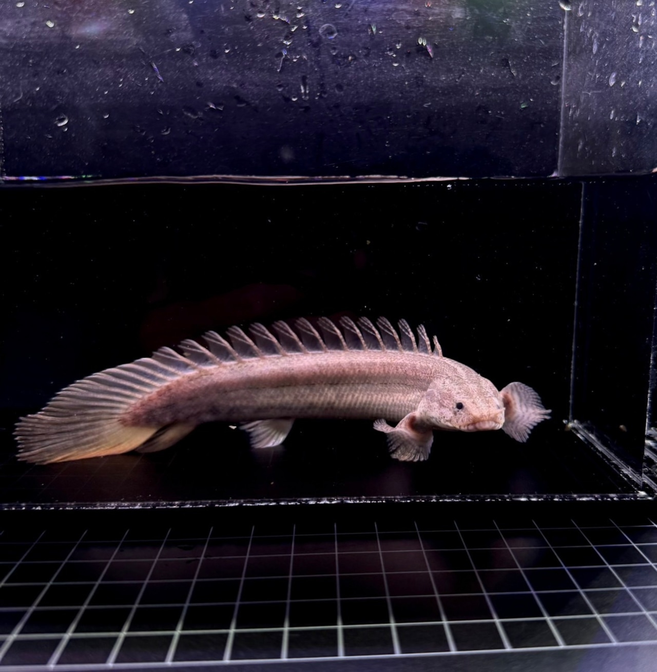 トゥルカナ・ビキールビキール・ワイルドF1❶ - 4