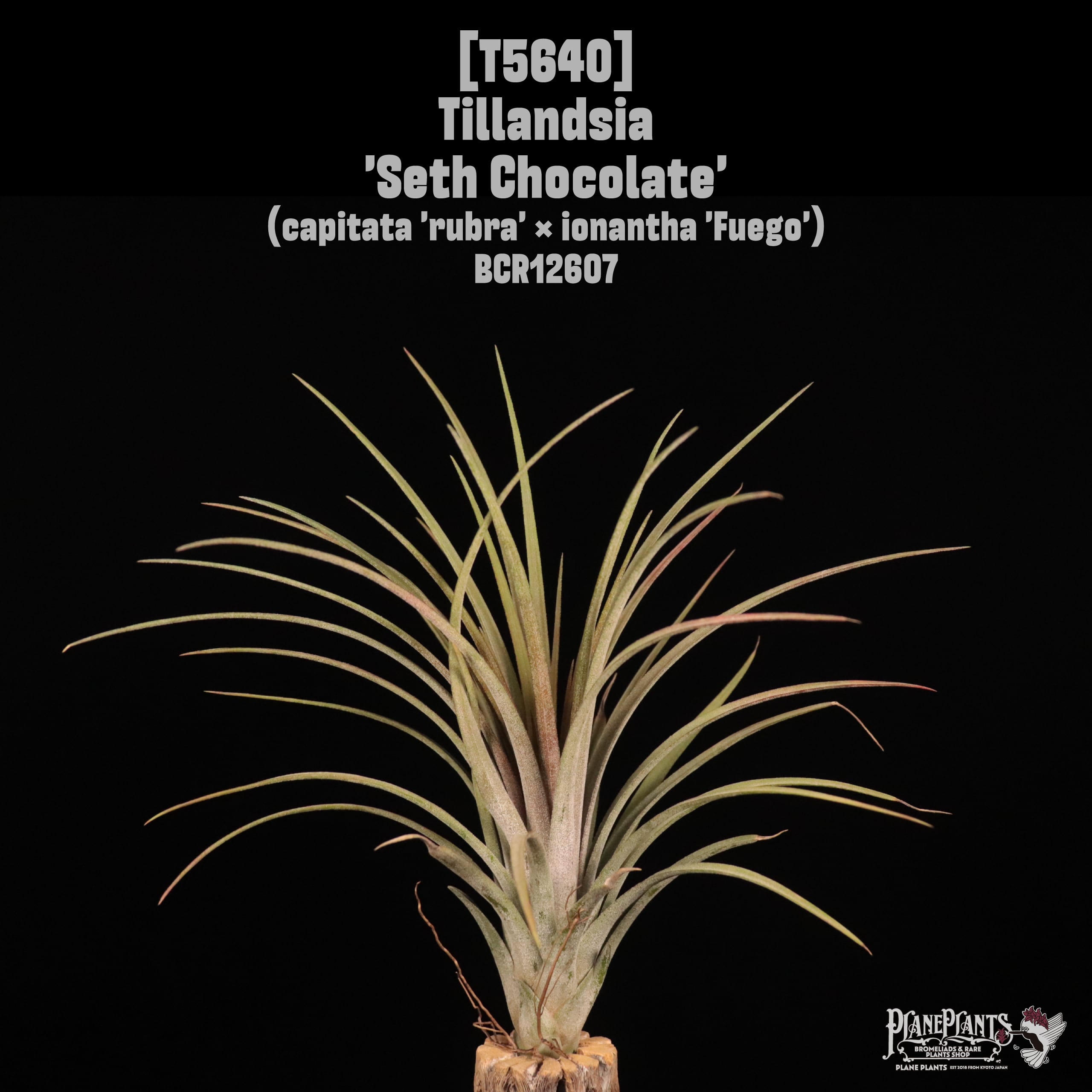 □ TILLANDSIA IMPORT [契約農園輸入株] | plane plants