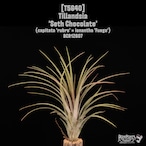 【送料無料】'Seth Chocolate'〔エアプランツ〕現品発送T5640