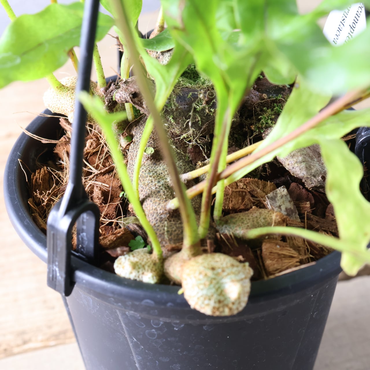 394 塊茎の中に小さな森『レカノプテリス クルスタセア』観葉植物