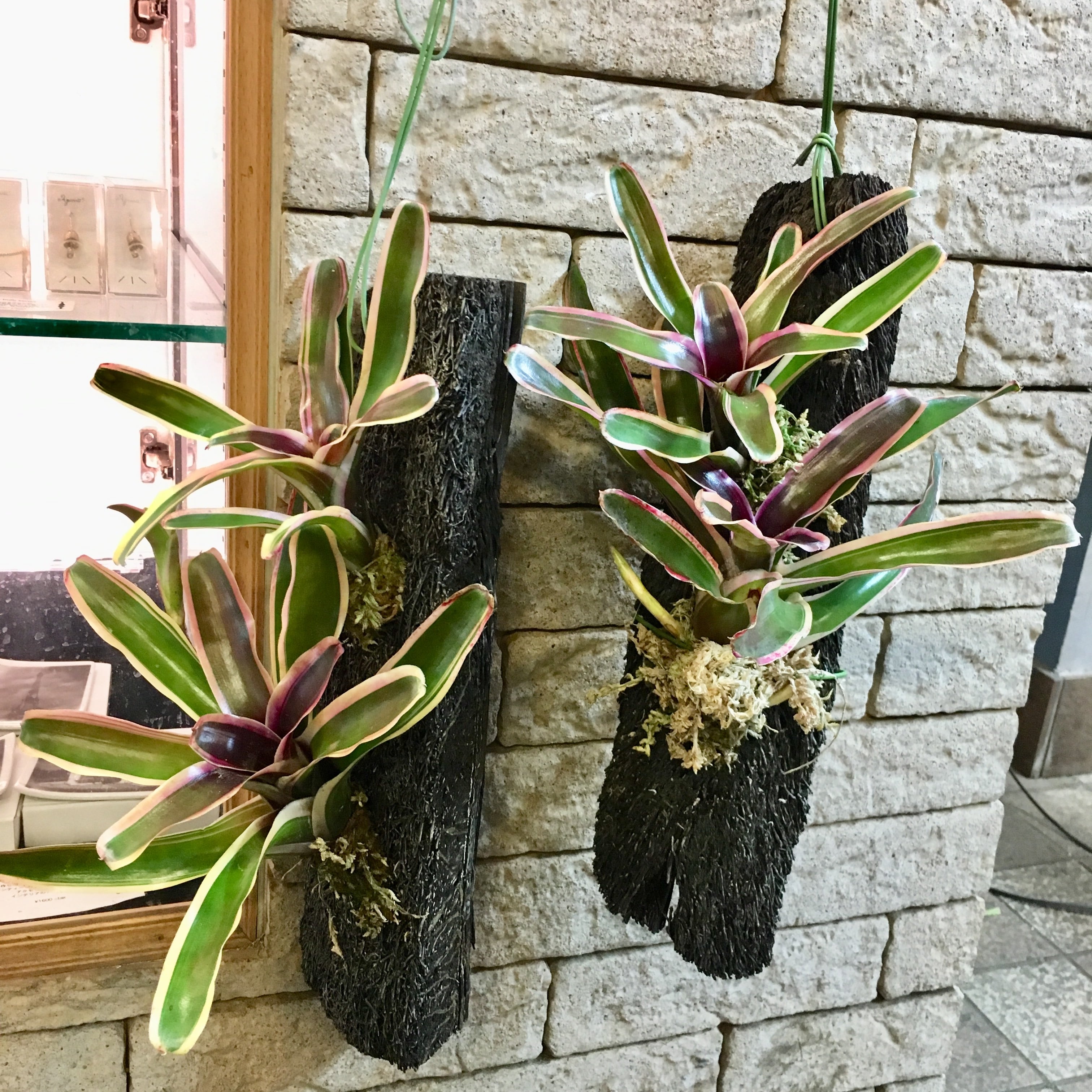 掛けネオレゲリア | ハルカゼフラワー