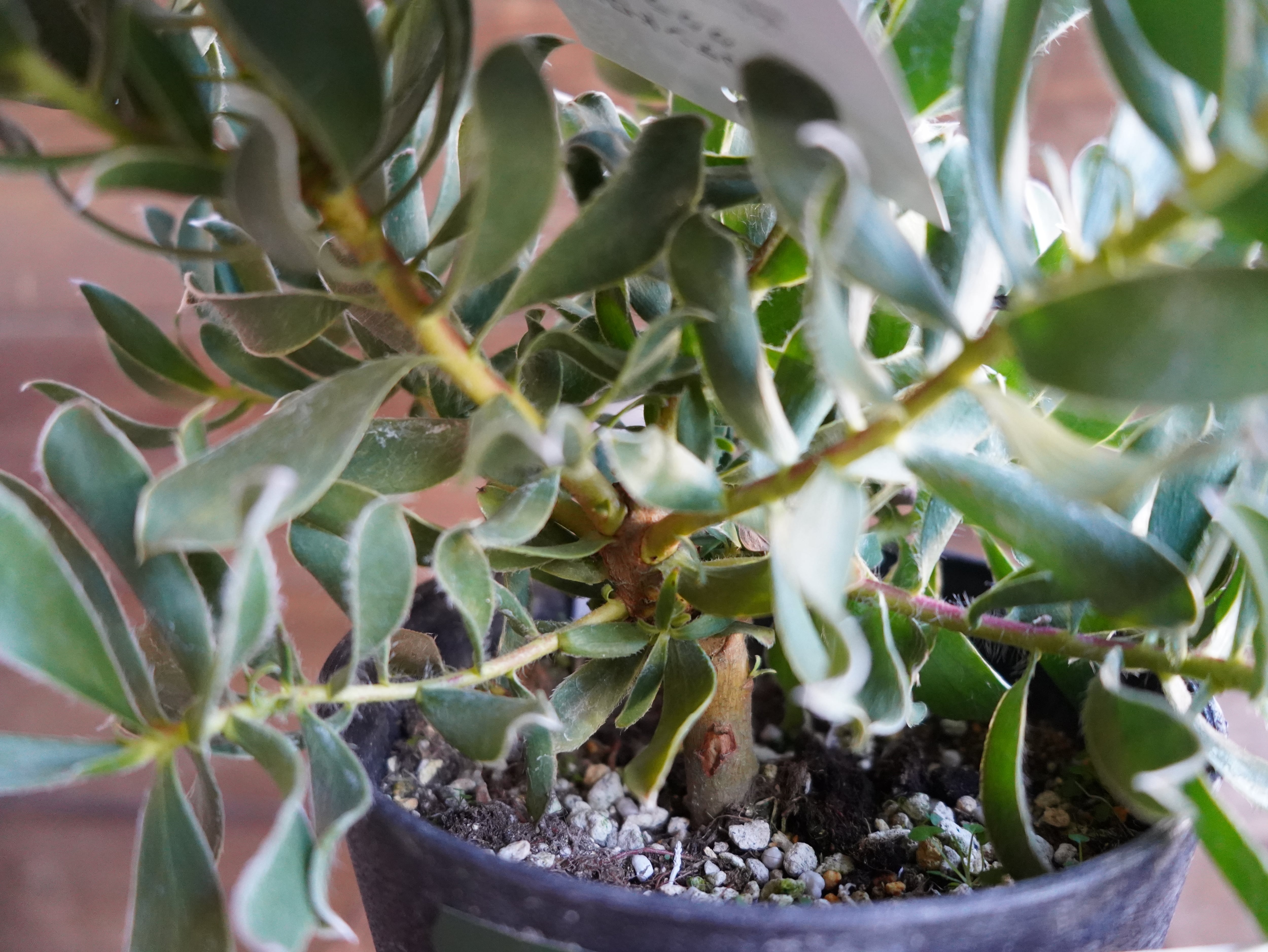 【現物】リューカデンドロン　"Guaqula"　A