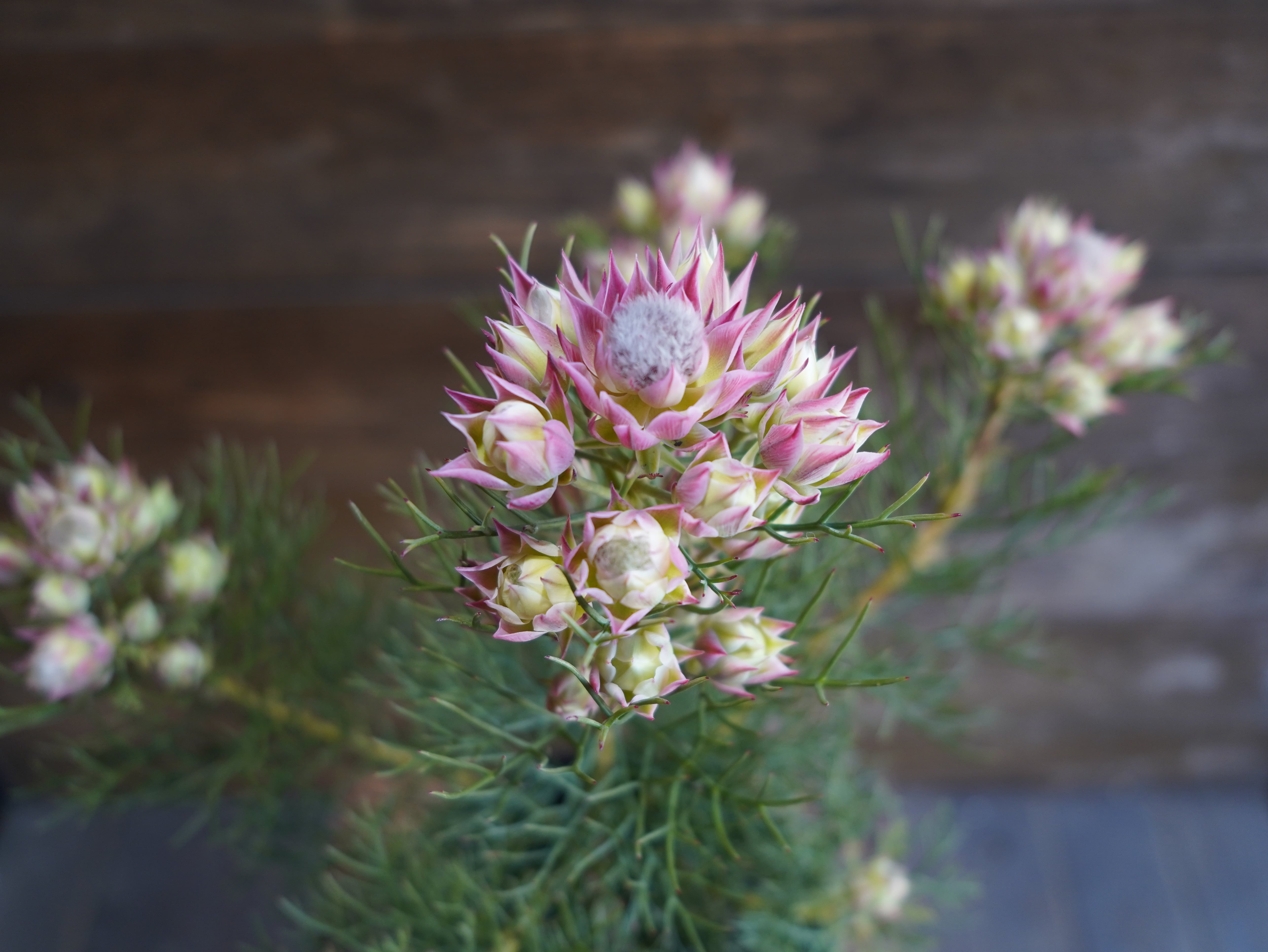 【現物】セルリア　”プリティピンク”　C