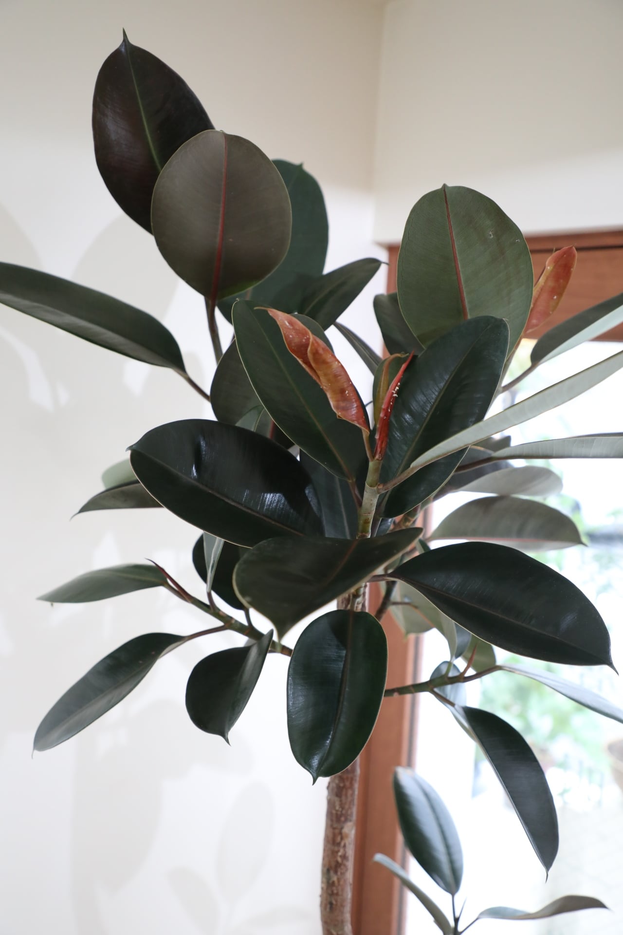 L】【193cm】フィカス バーガンディ/Ficus ※鉢カバー別 | 【厳選植物