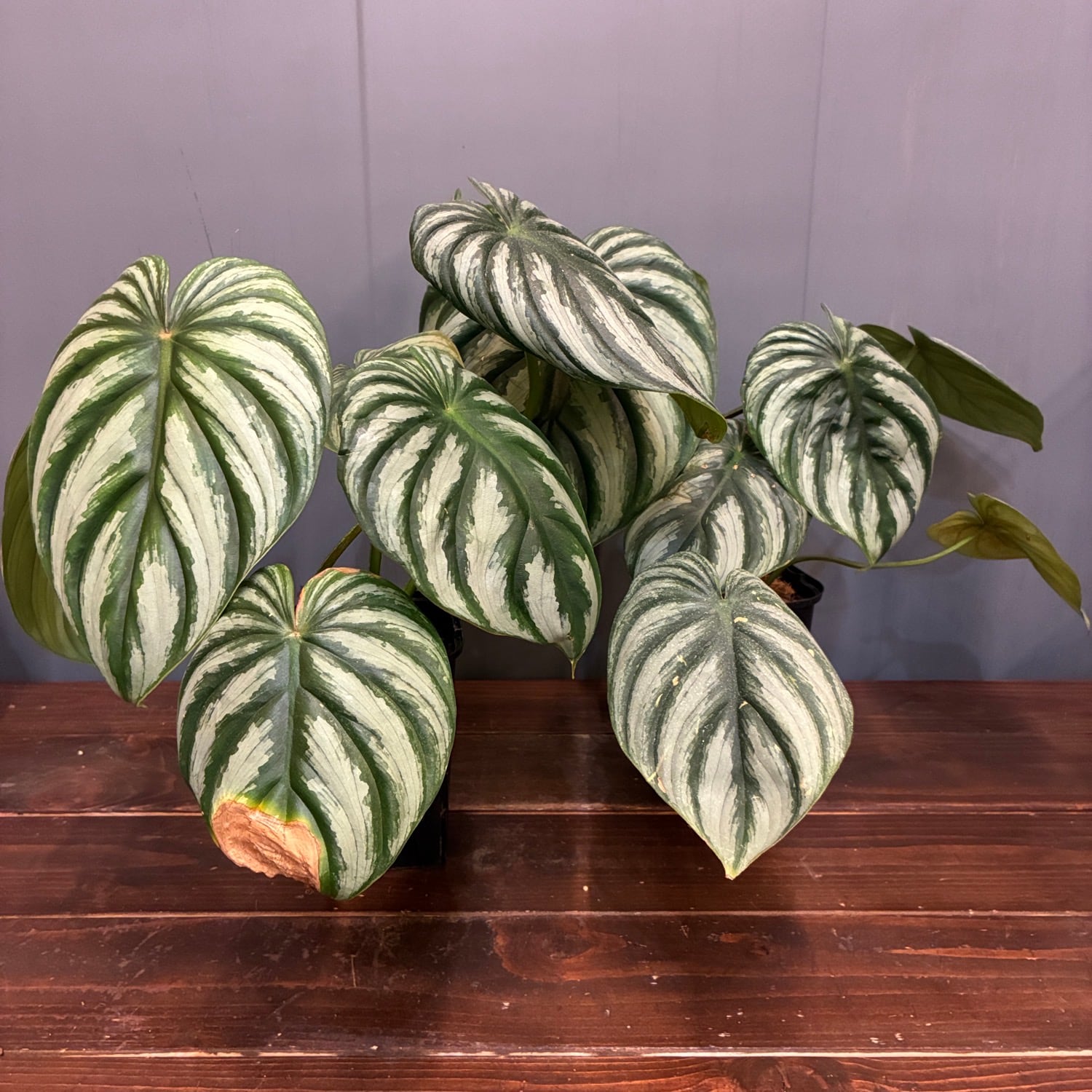秋の植え替えフェア対象】【セット】フィロデンドロン プロウマニー