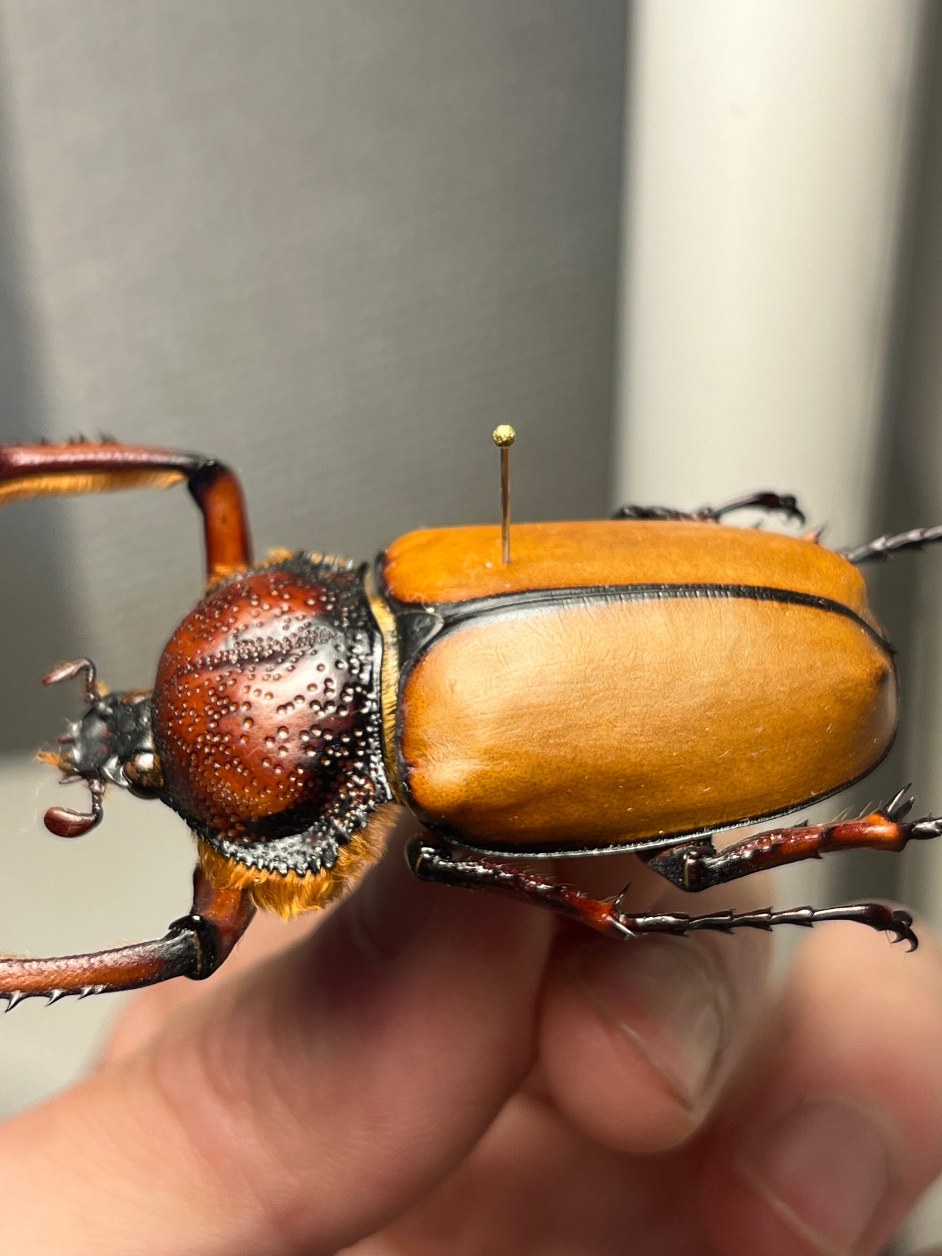 49mm♂】ダビディヒメテナガコガネ 標本テナガカミキリ昆虫標本 甲虫