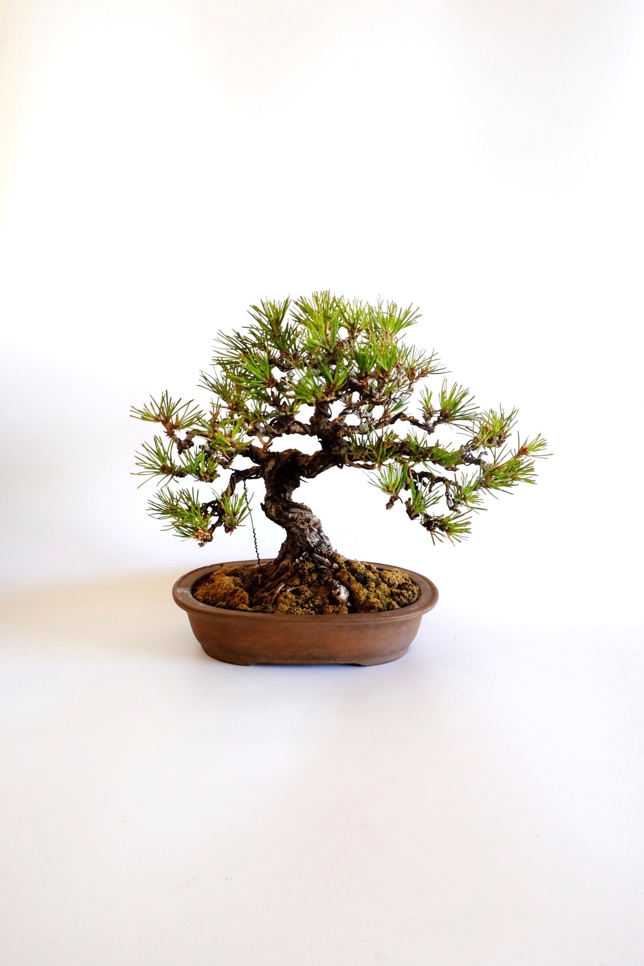 4. 黒松 Kuromatsu (Black pine)