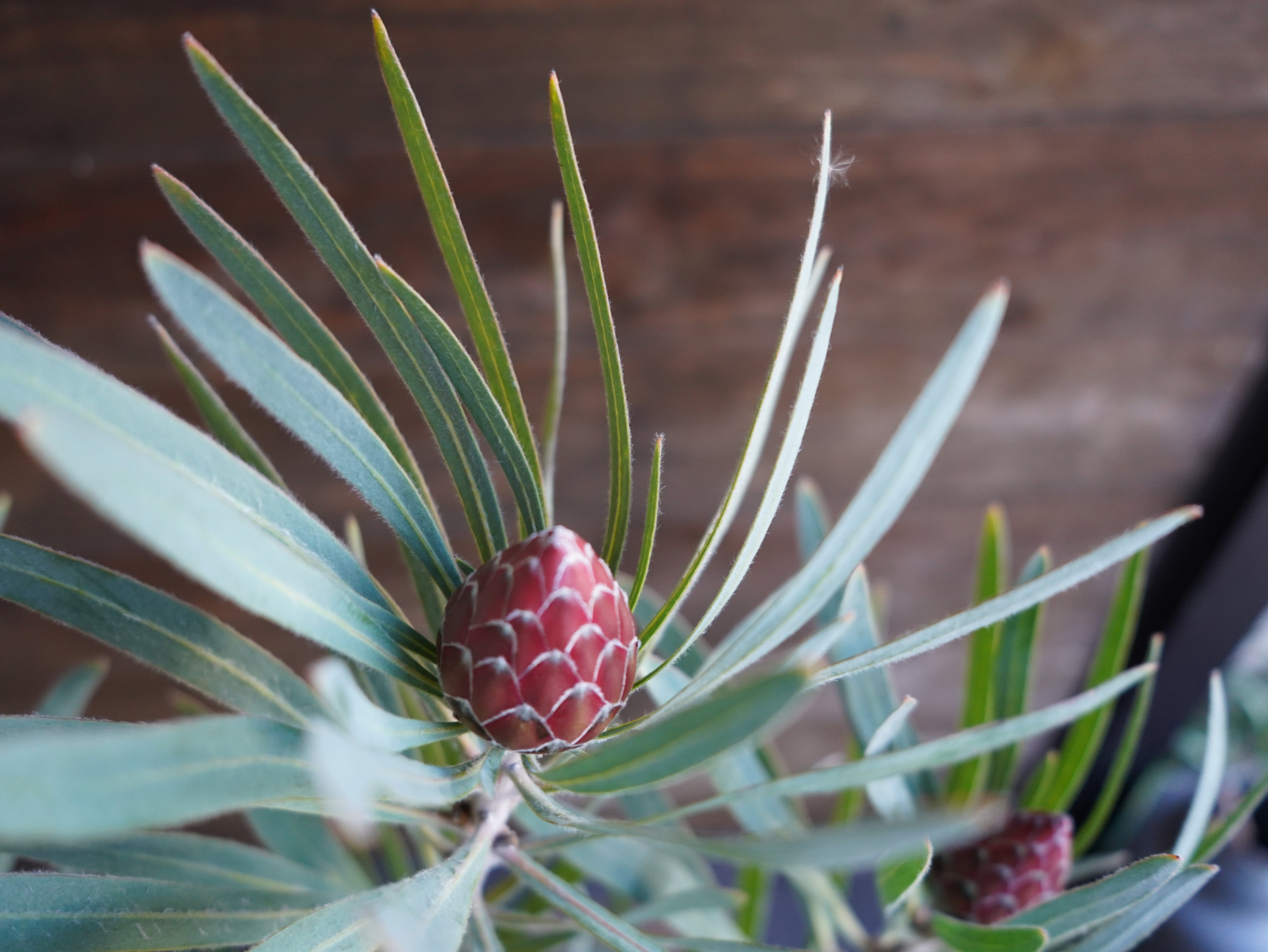 【現物】プロテア ”エクリプス”