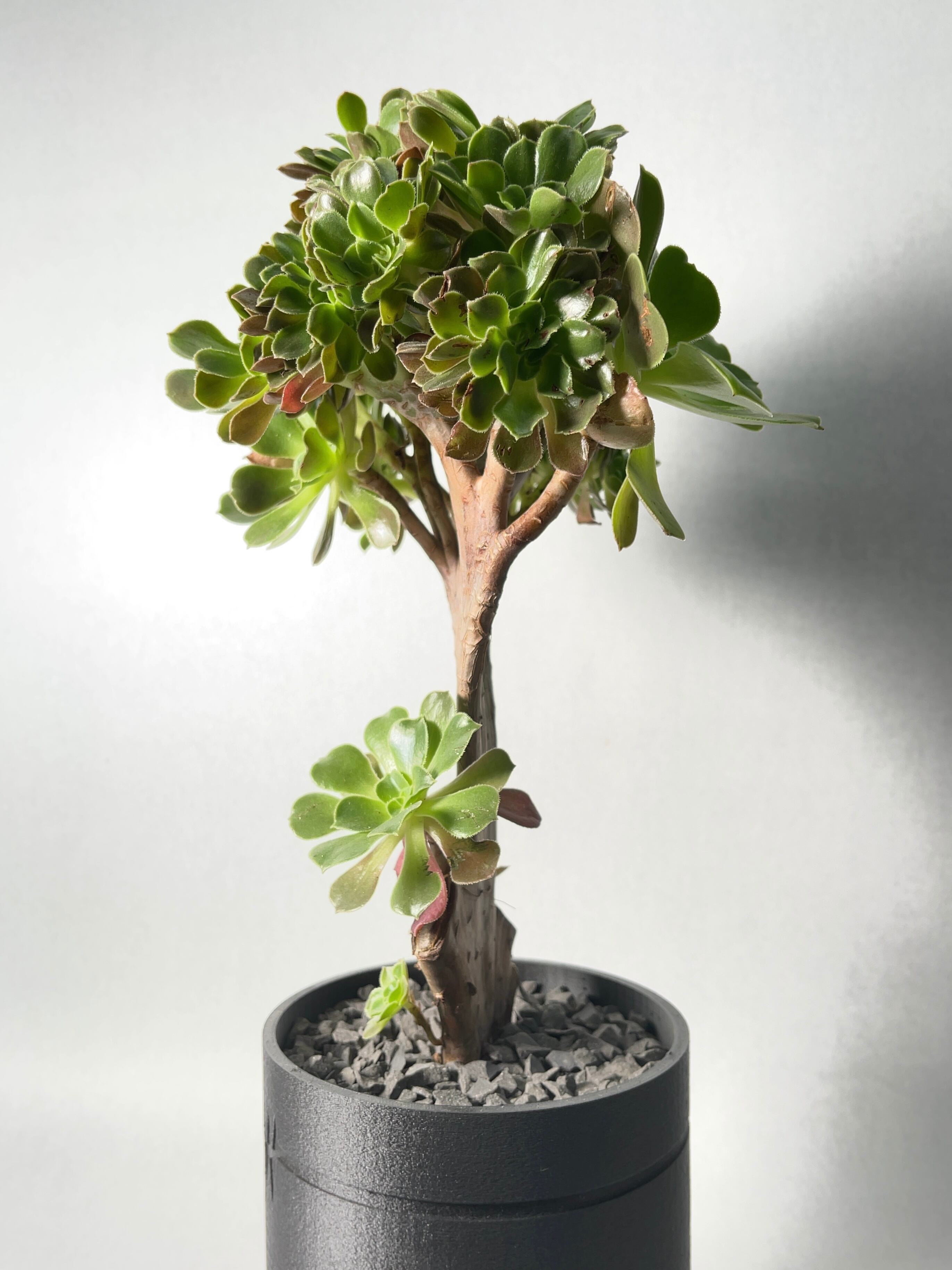 アエオニウム・ブラッシングビューティ綴化 | trigger