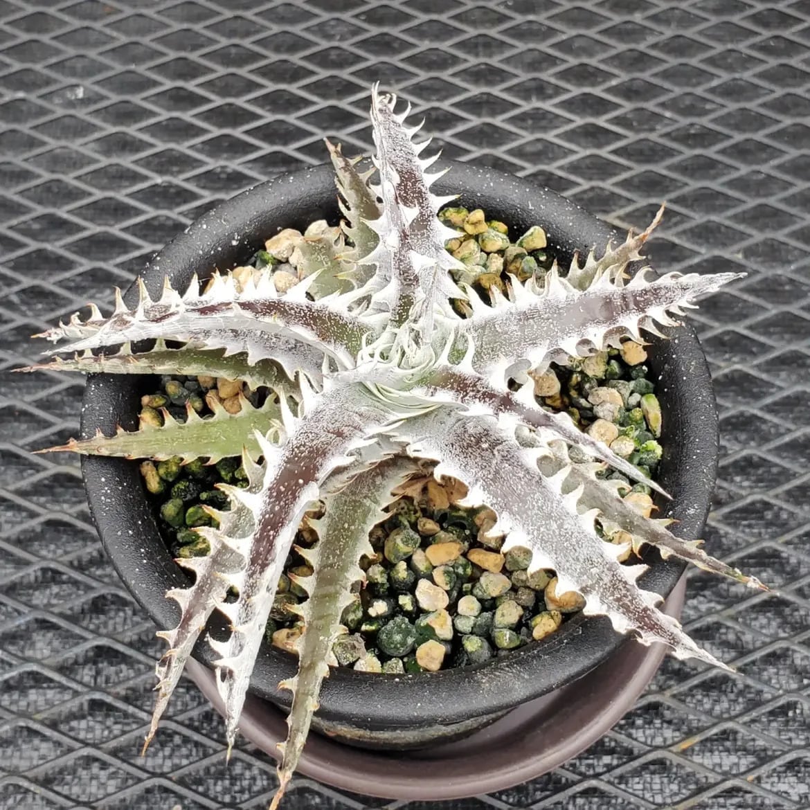 レアプランツ通販サイトPlants Maniax（プランツ・マニアックス）