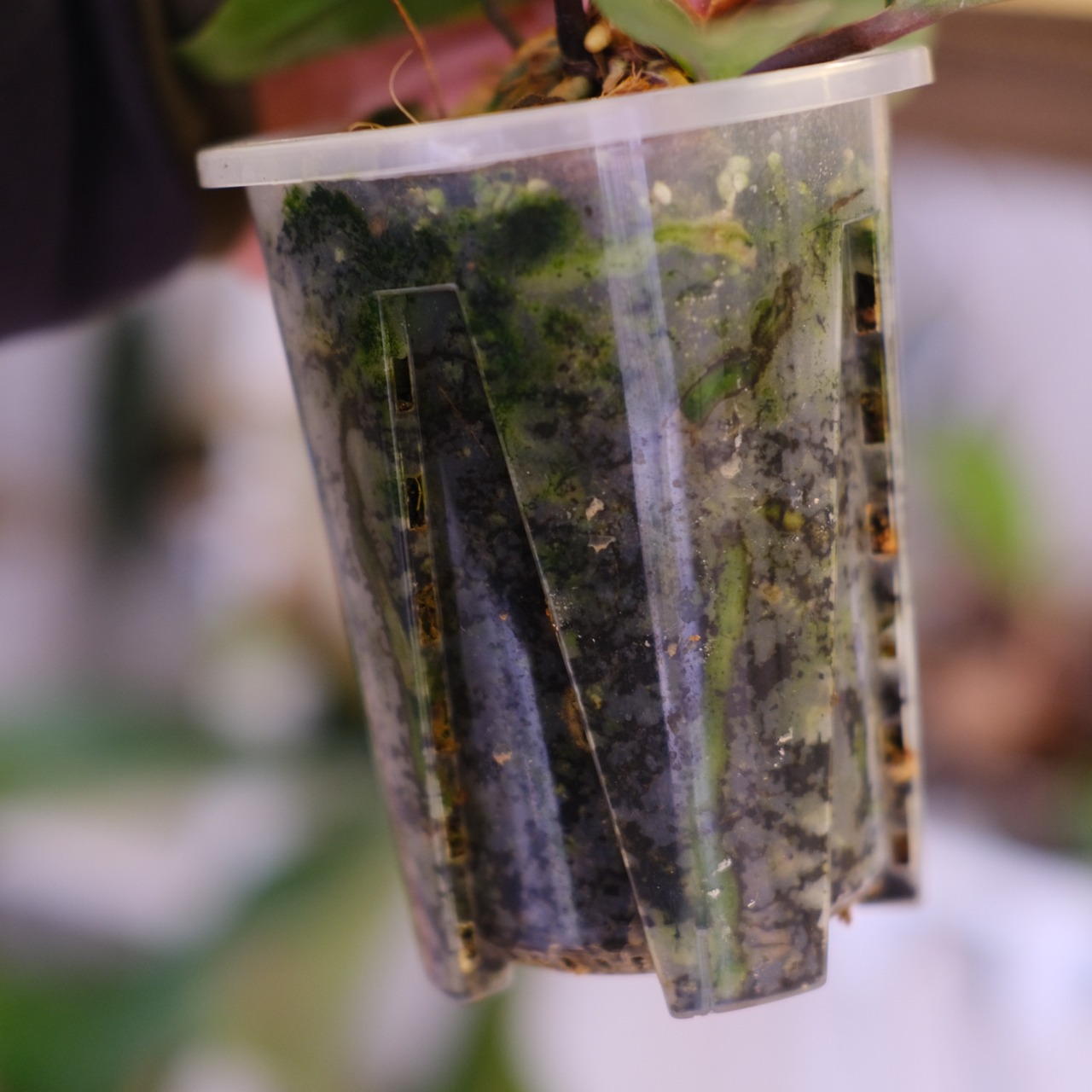 Anthurium Hookeri "Sweeta Pink Polkadot"｜アンスリウム フーケリー ピンク④｜希少な交配種｜観葉植物