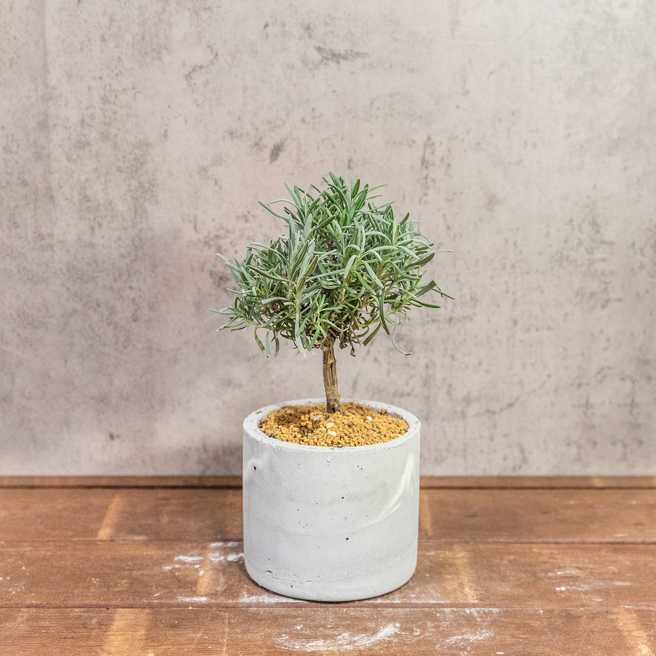 ラベンダー盆栽仕立て｜丸い樹形がかわいい爽やかグリーン【虫発生抑制／手作りモルタル鉢】