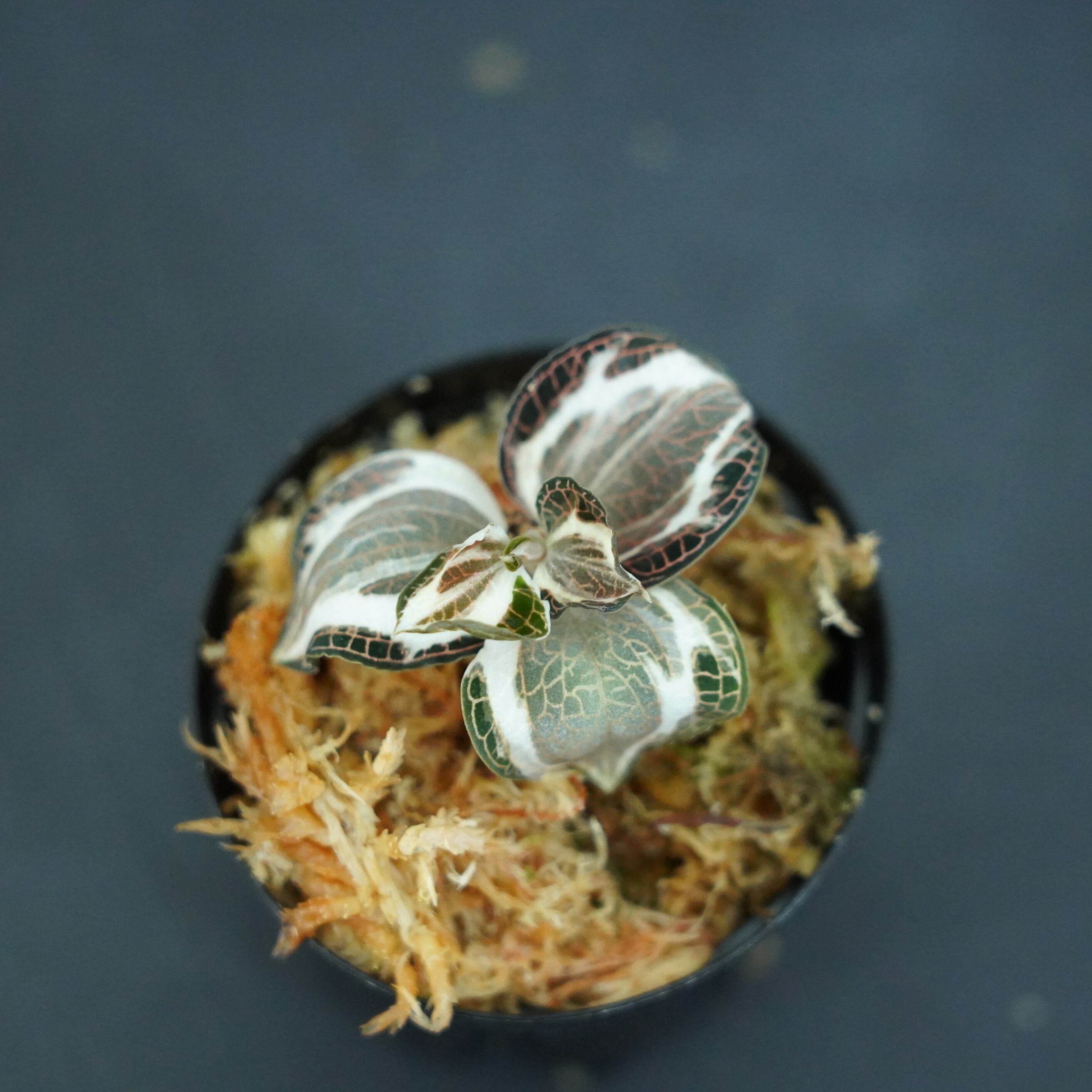 コピー:◆現品◆アネクトキルス ロクスバギー バリエガータ(斑入り)【ジュエルオーキッド宝石蘭】#669