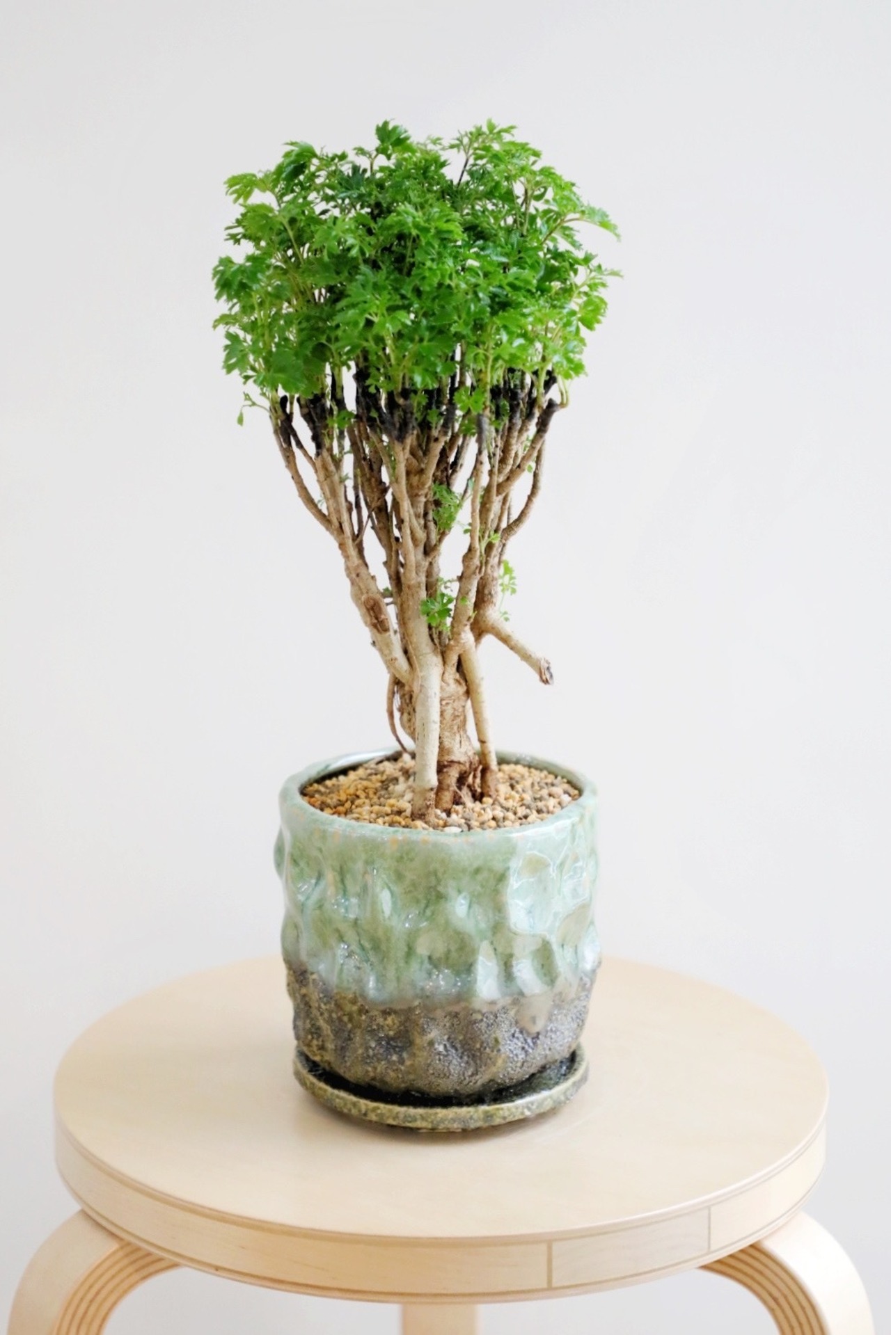 【M】ポリシャス パーセリー/Polyscias