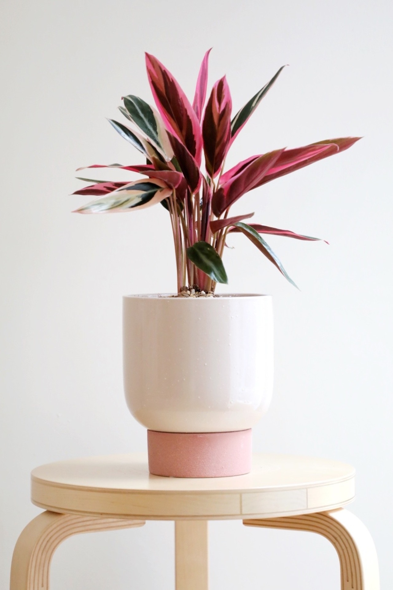 【S】カラテア トリオスター/Calathea