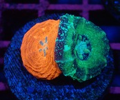 Scolymia BabyGarden