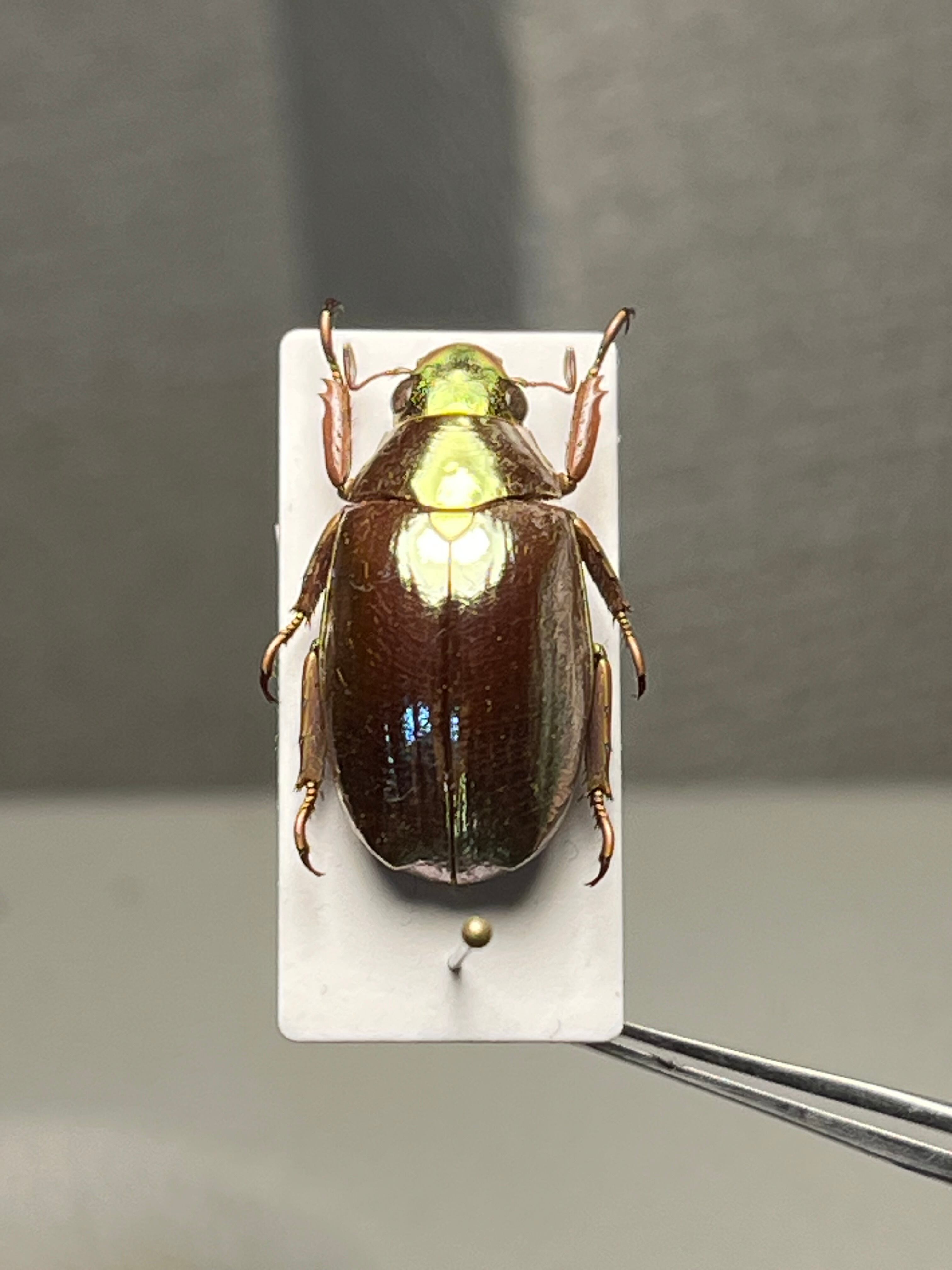 【43mm】カブトハナムグリ コガネムシ プラチナコガネ カナブン　昆虫標本 23mm】オプティマプラチナコガネ 標本 頭が金！カナブン ウグイス