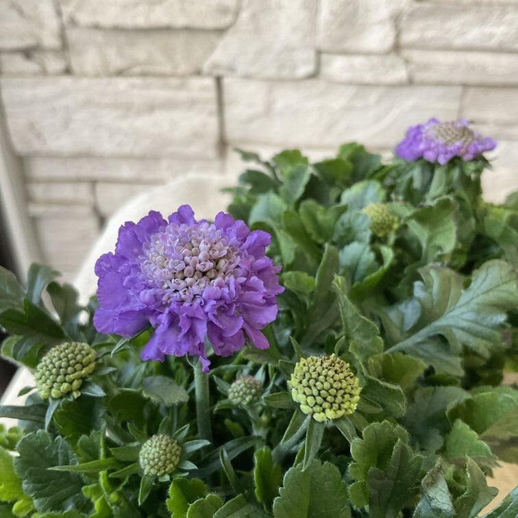 プロテア ジュリエット 6寸鉢 | 橋本種苗園