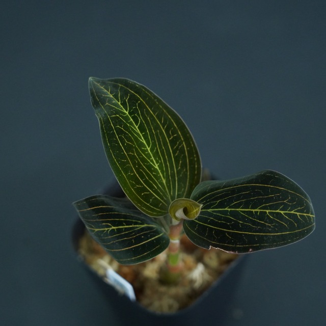 ◆現品◆Lus.dis 'SalmonSandStone'×Anct.reinwardtii【ジュエルオーキッド宝石蘭／TheGAKI】#627