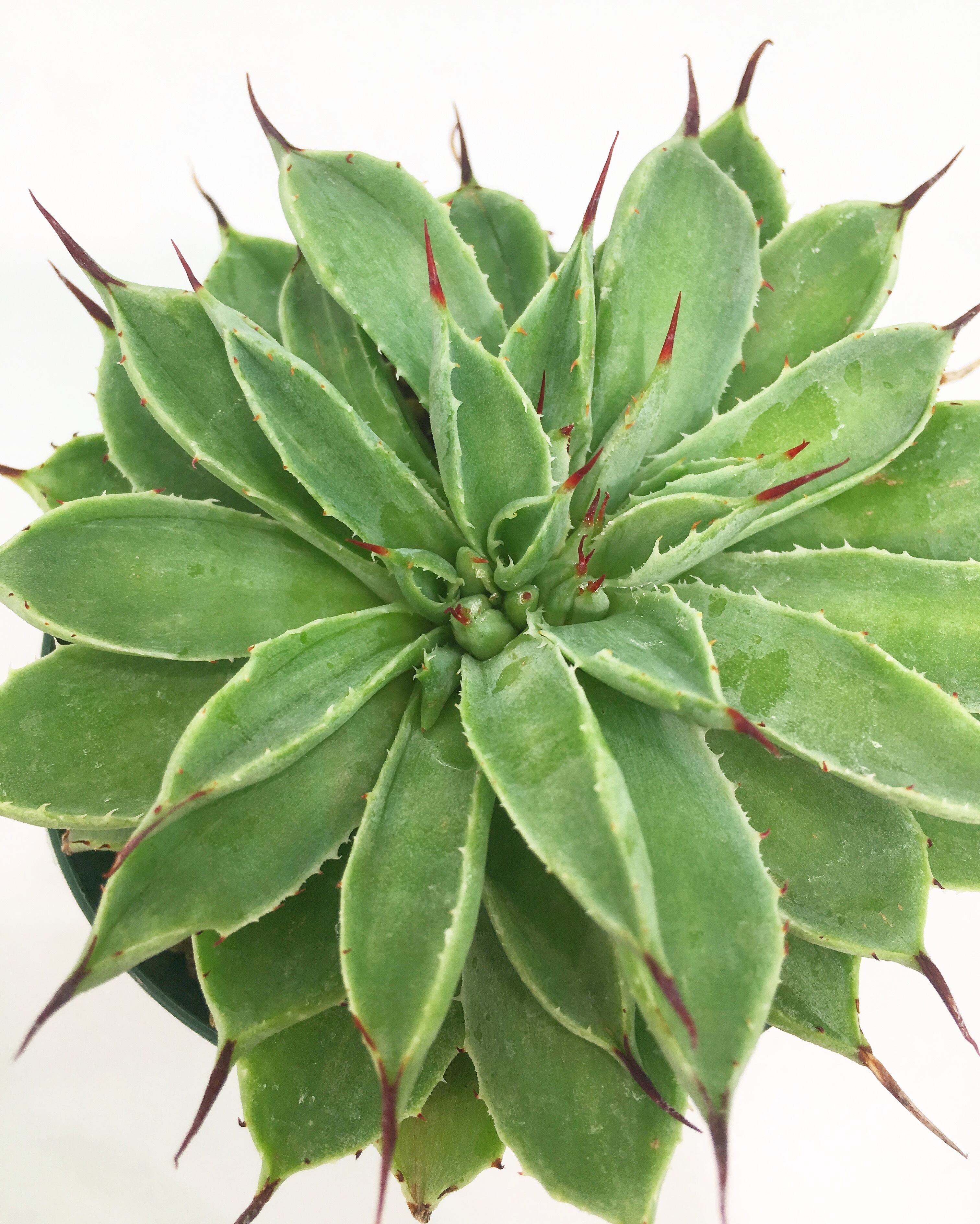 アガベ ポタトルム コンパクタ 綴化 Agave potatorum 'Dwarf cristata