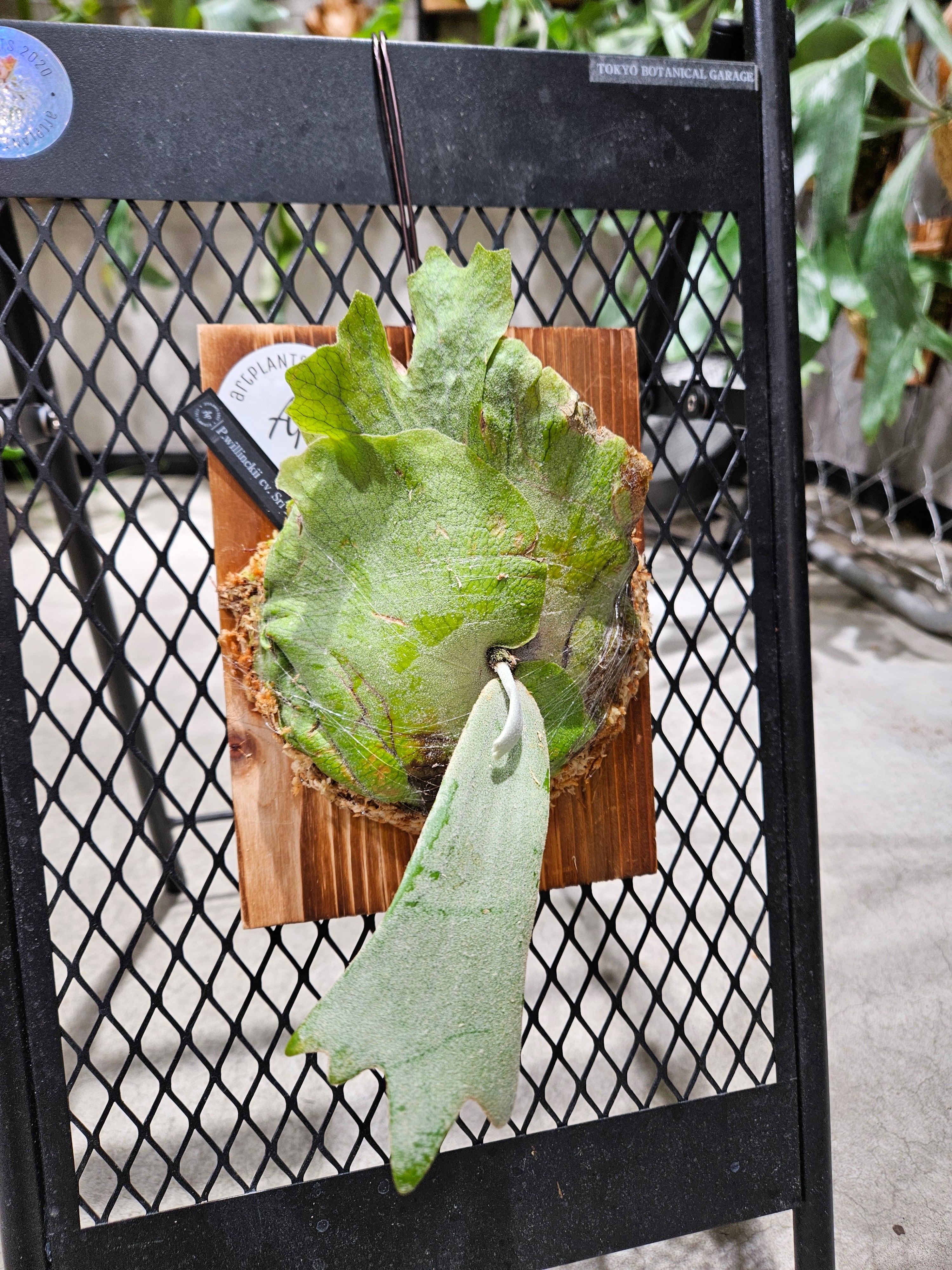 P.Willinckii cv Sri peuak(OC) 【artPLANTs/PLANTS GARAGE