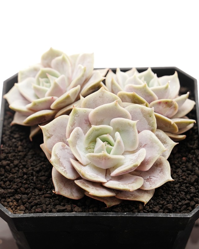 カット苗 ルシラ Echeveria 'Lucila'