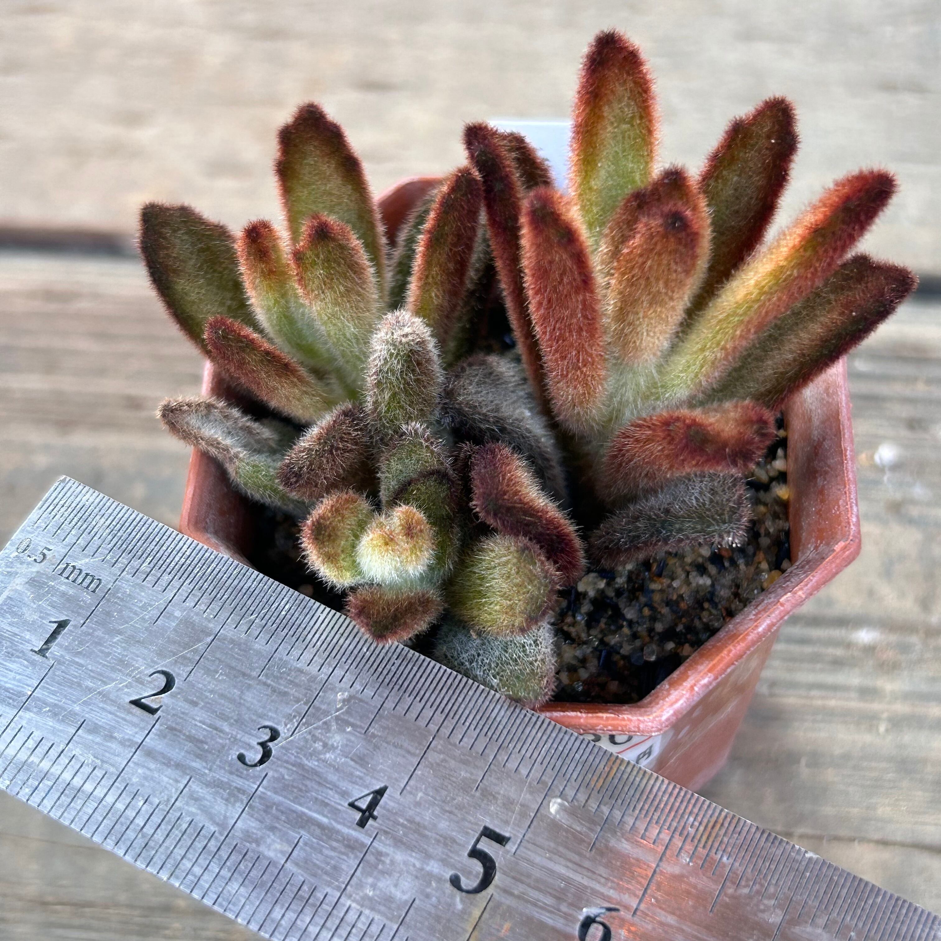 チョコ兎耳 | RuPo 多肉植物専門店