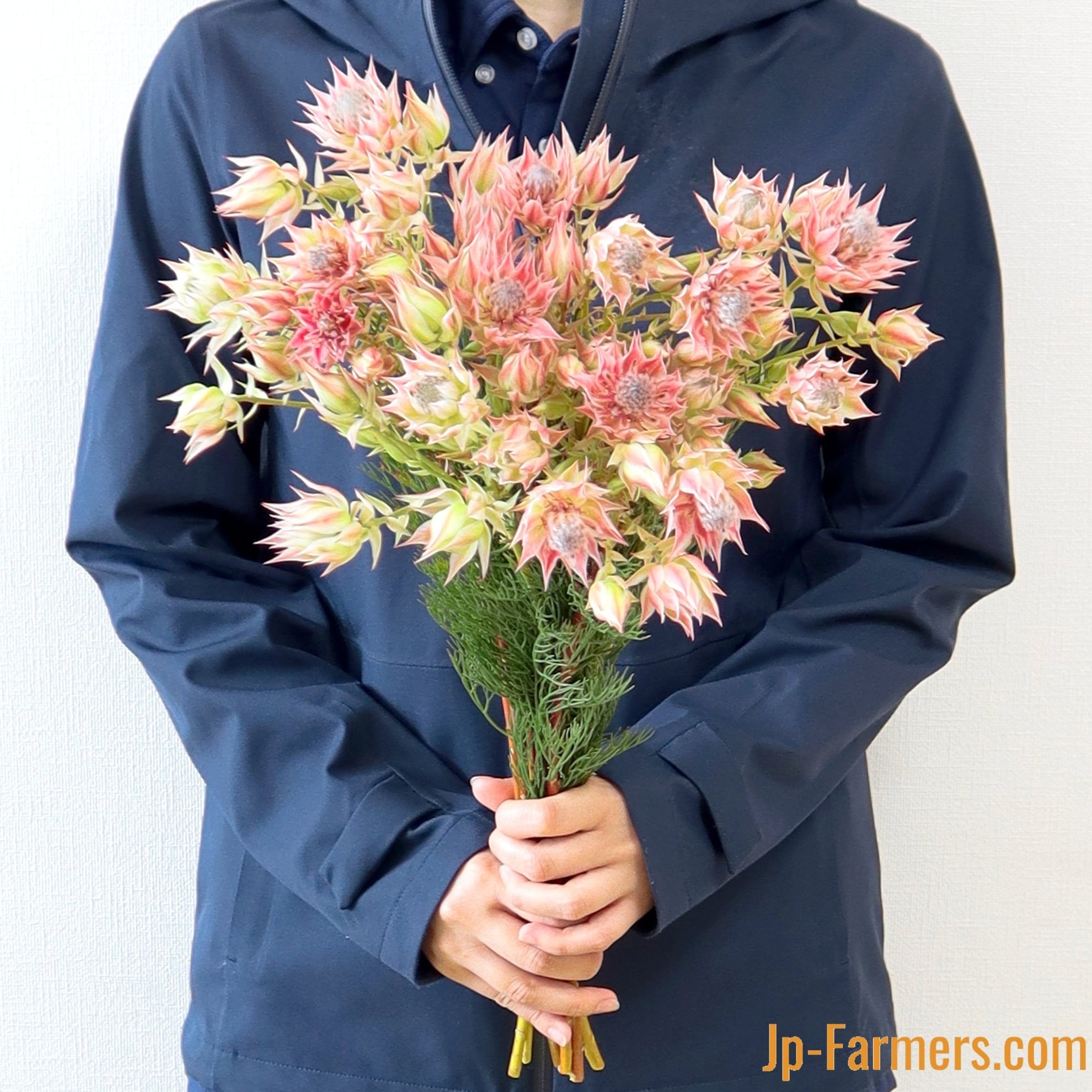 可愛い系 ネイティブフラワー セルリア ブラッシングブライドピンク 新鮮花の問屋 Jp Farmers Com