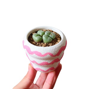 コノフィツム 清姫（花）