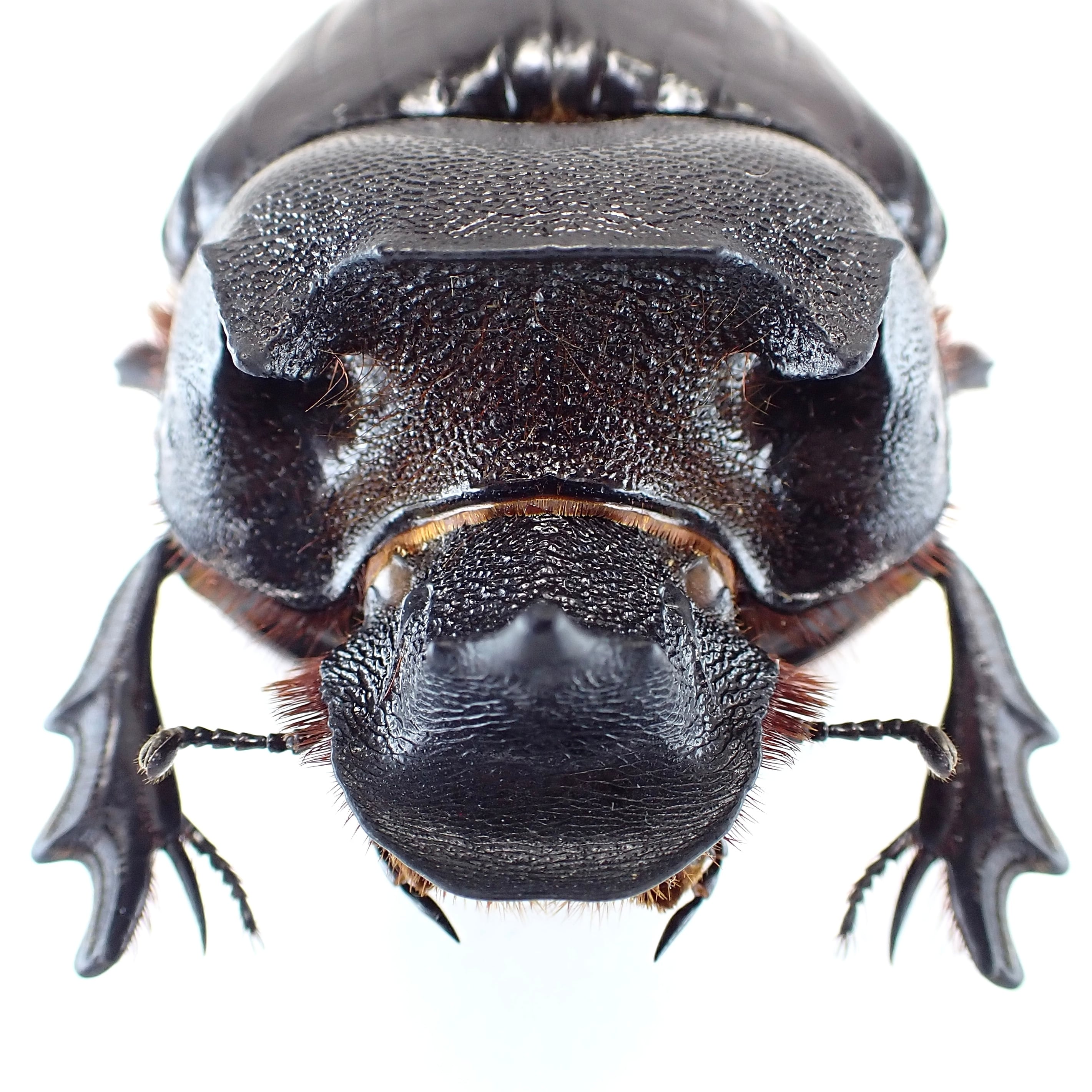 タンザニア産 Heliocopris colossus ♂ 59mm | 昆虫標本 Diggers & Rollers